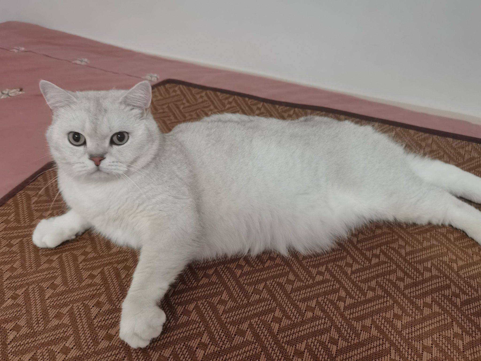 北京顺义，银渐层节育公猫，求包养！_1