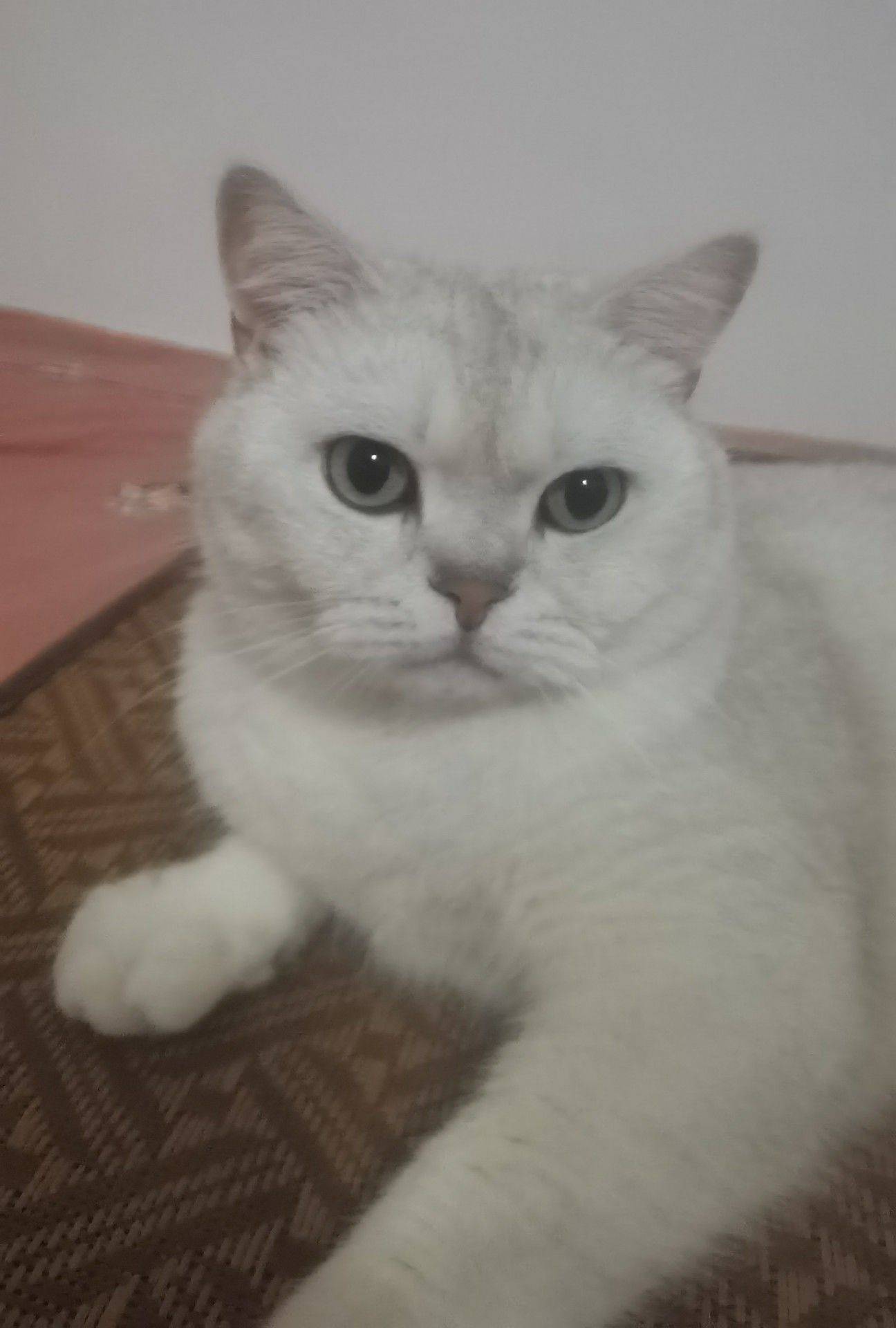 北京顺义，银渐层节育公猫，求包养！