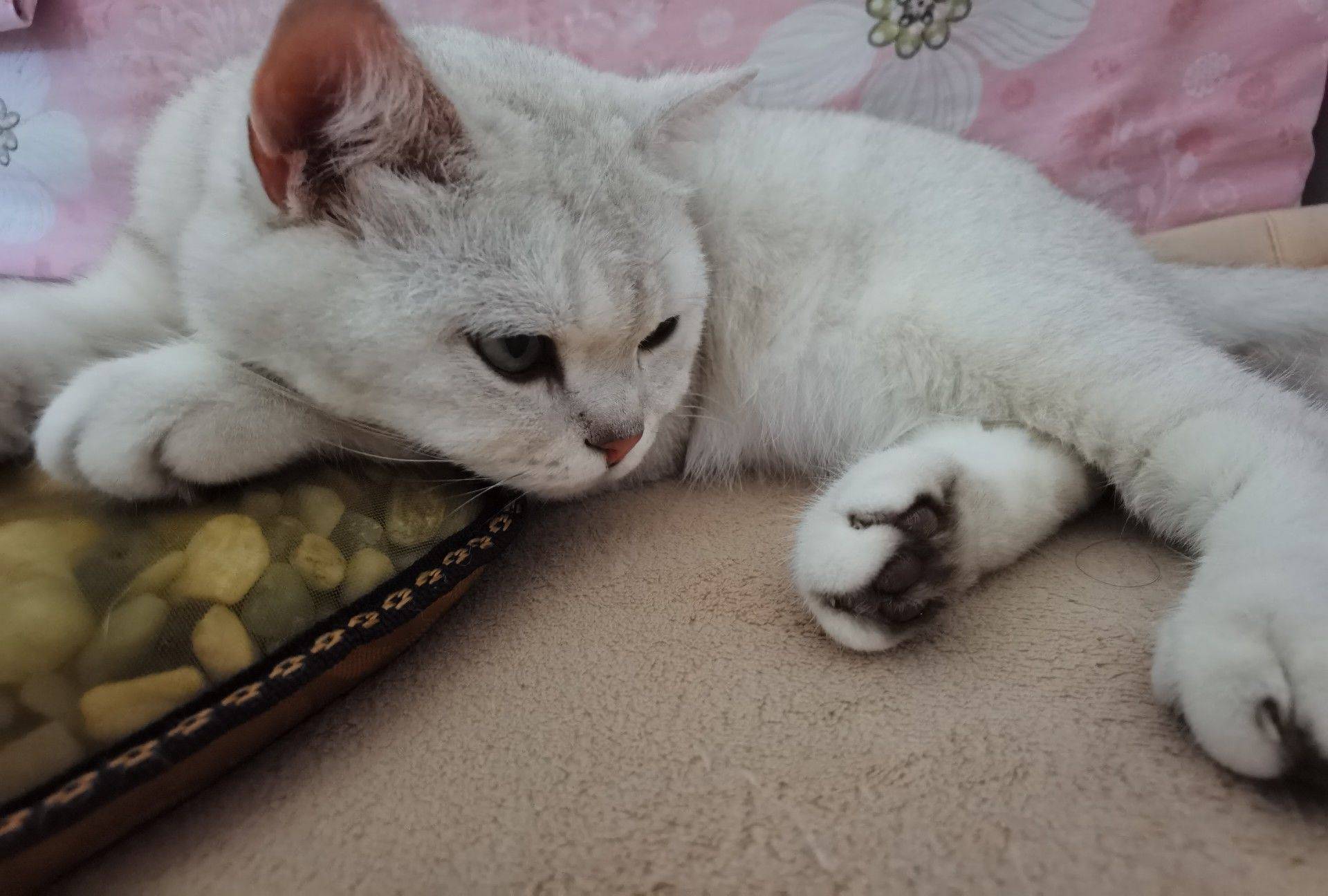 北京顺义，绝育公猫银渐层，求包养_2