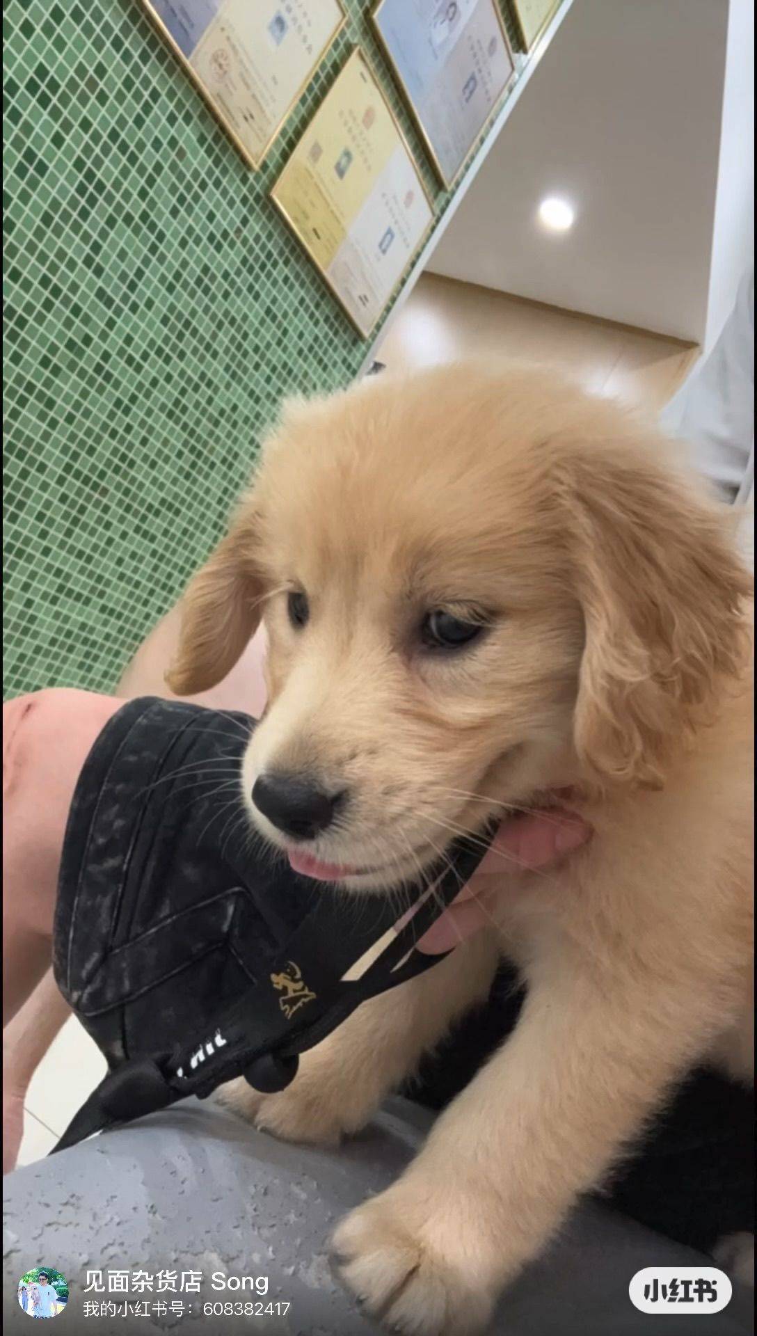 上海金毛妹妹找领养