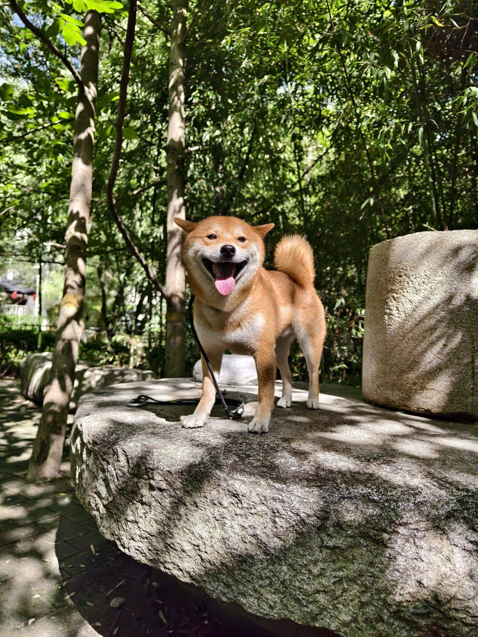 柴犬 因去外地工作，不能长期去照顾，