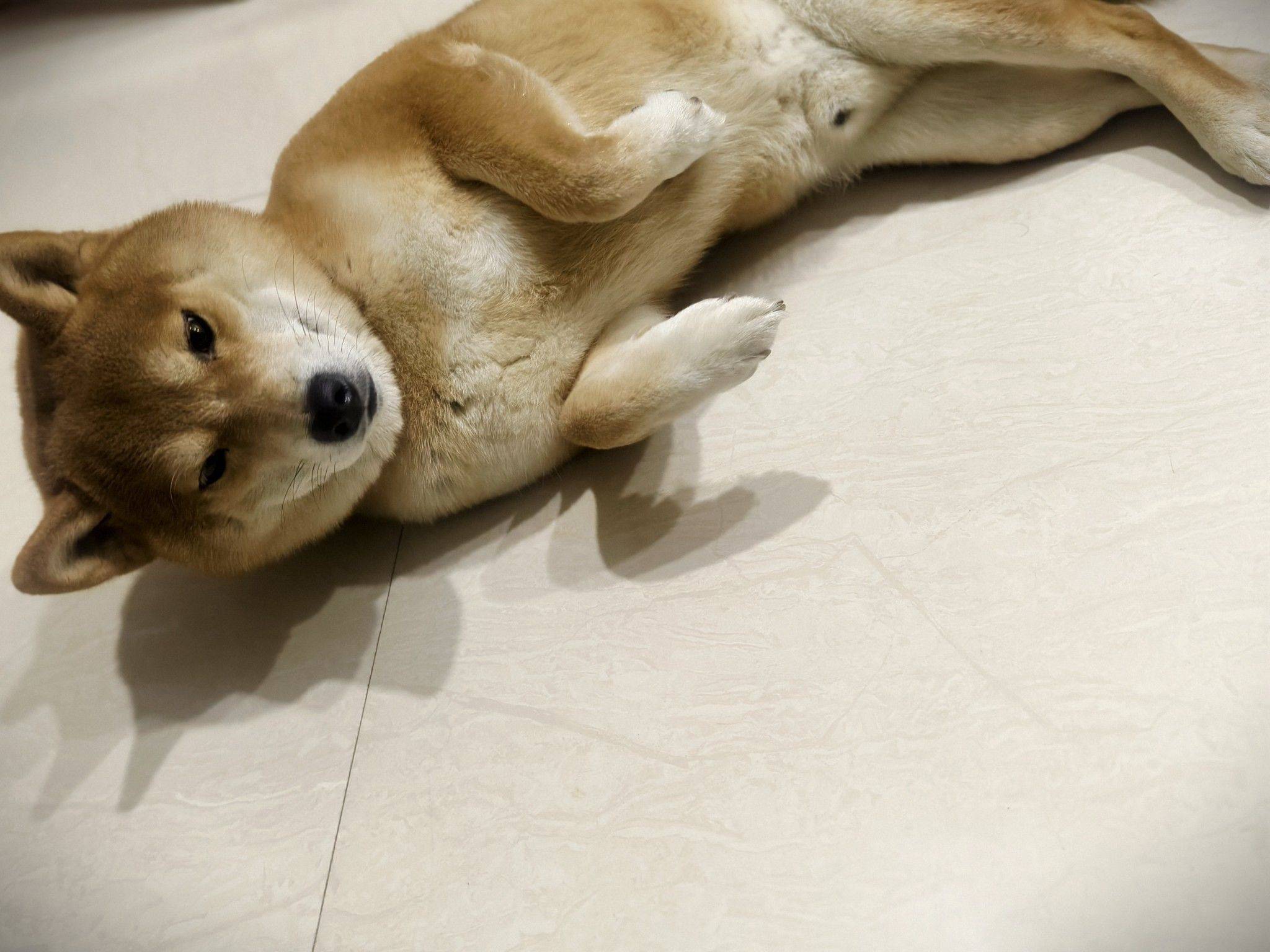 柴犬 因去外地工作，不能长期去照顾，_2