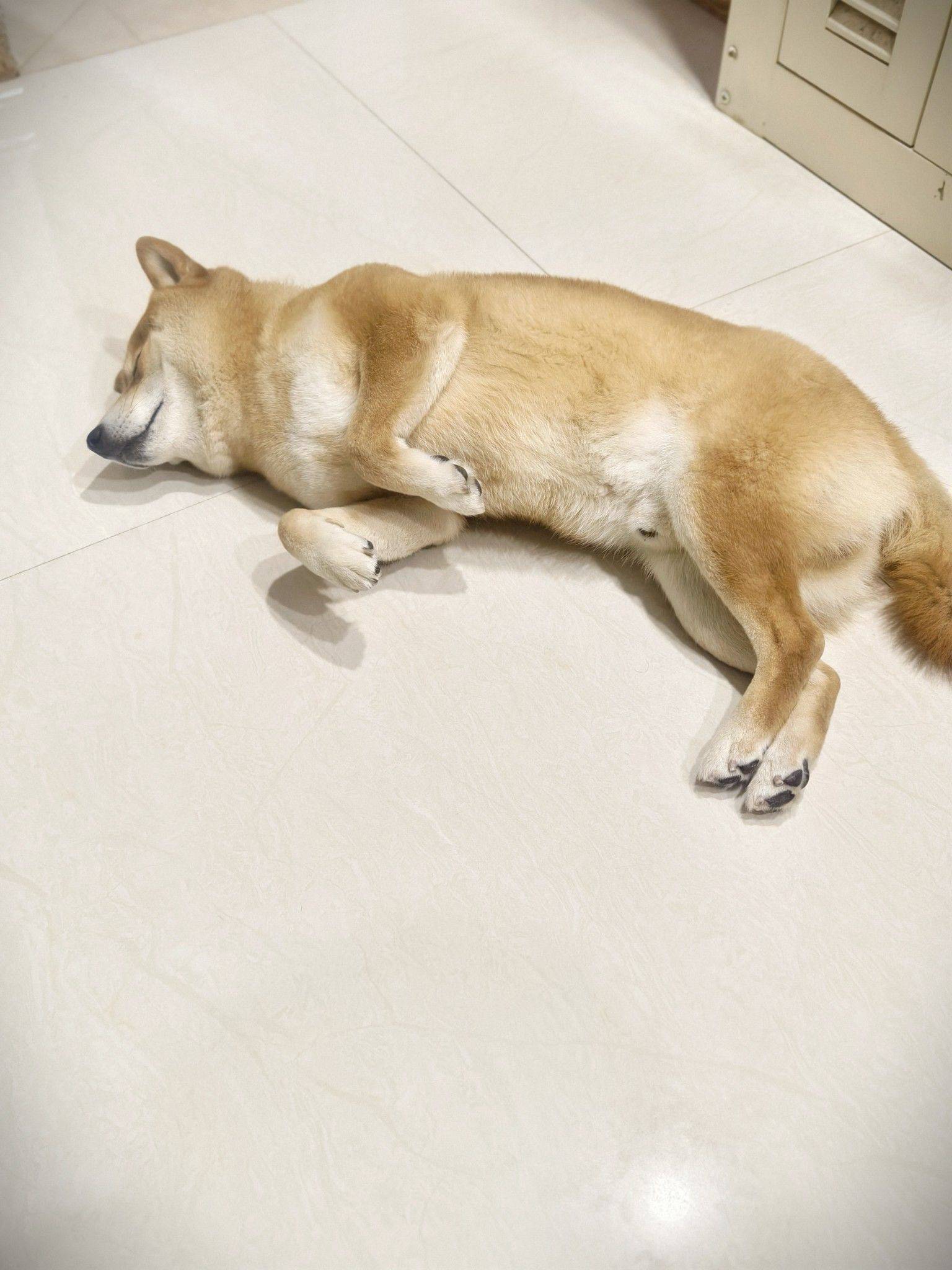 柴犬 因去外地工作，不能长期去照顾，_1