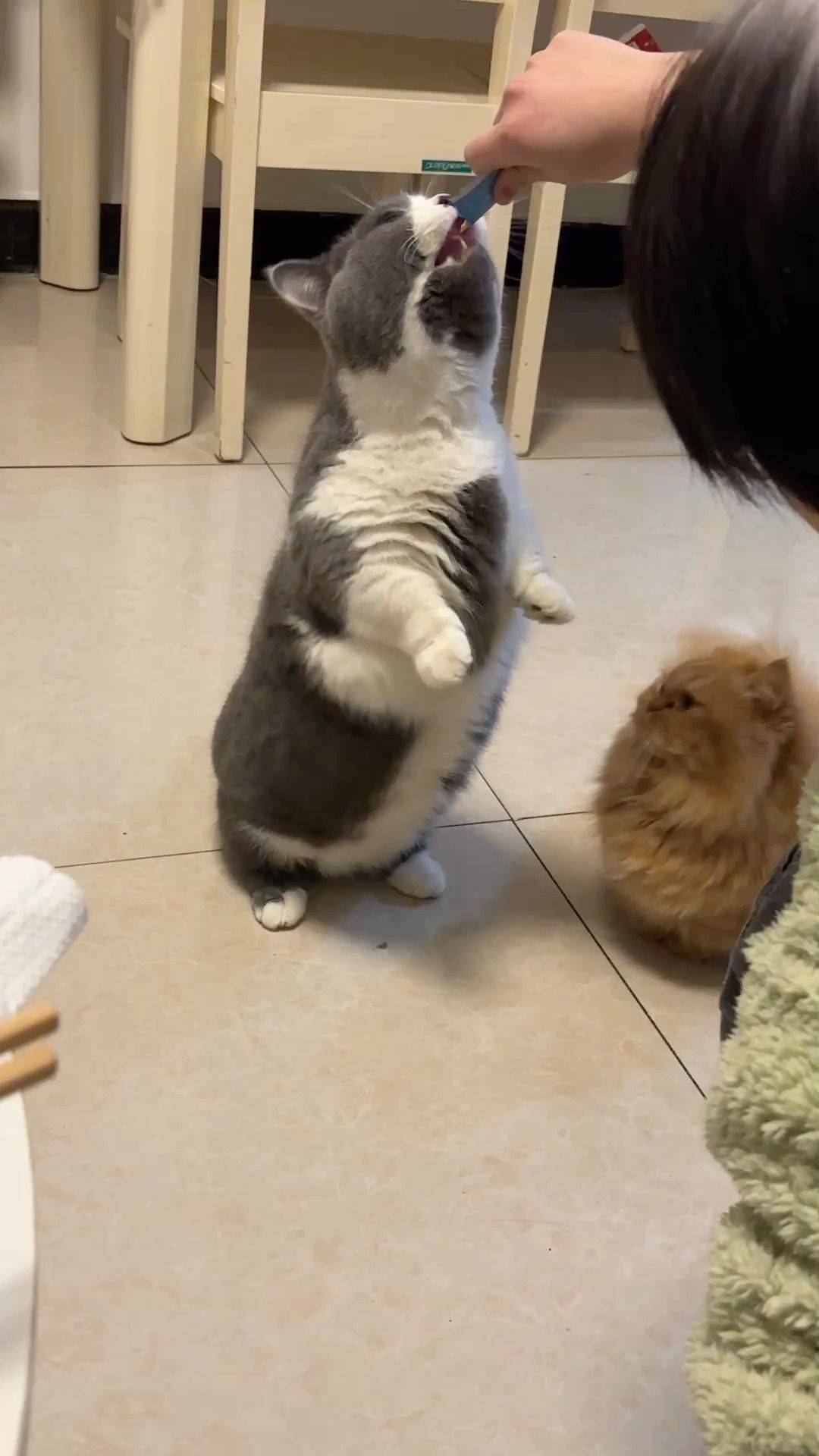 短腿猫猫的日常