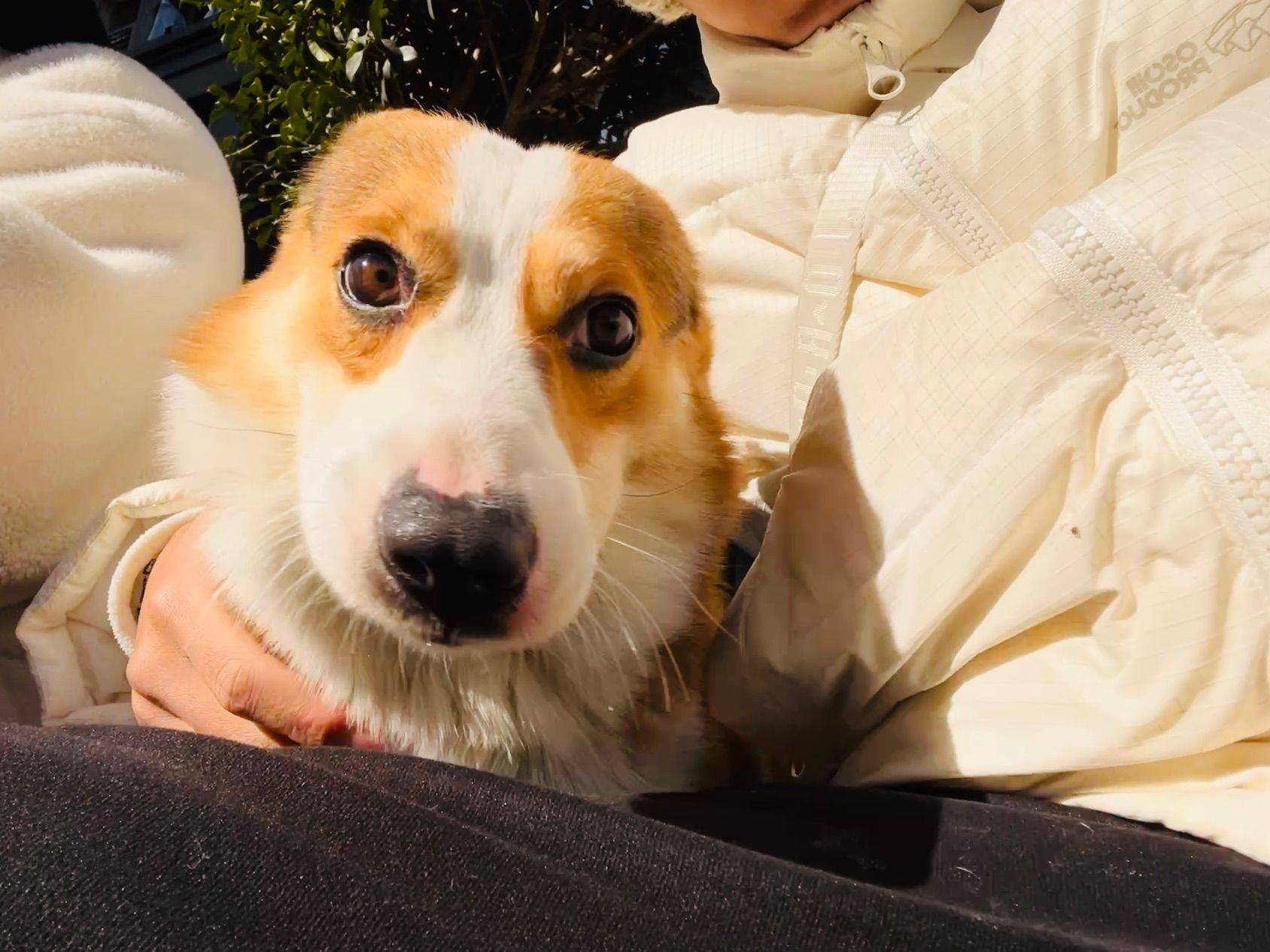 请与野兽对视三秒