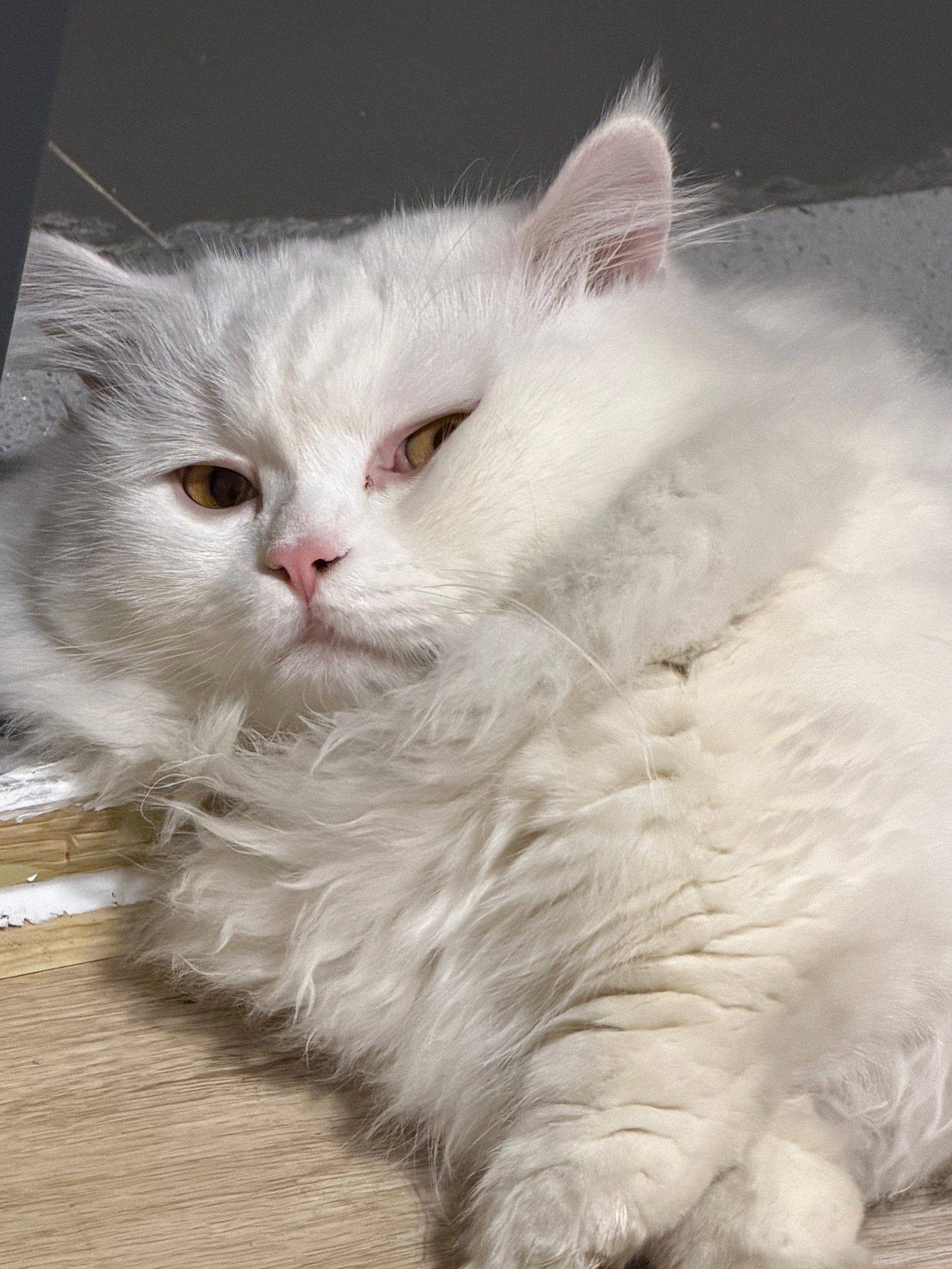 麻麻你干嘛 宅家日常  猫咪日常 