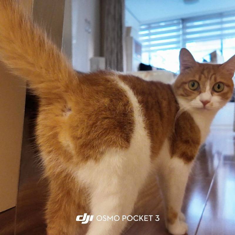 此咪陪我过圣诞