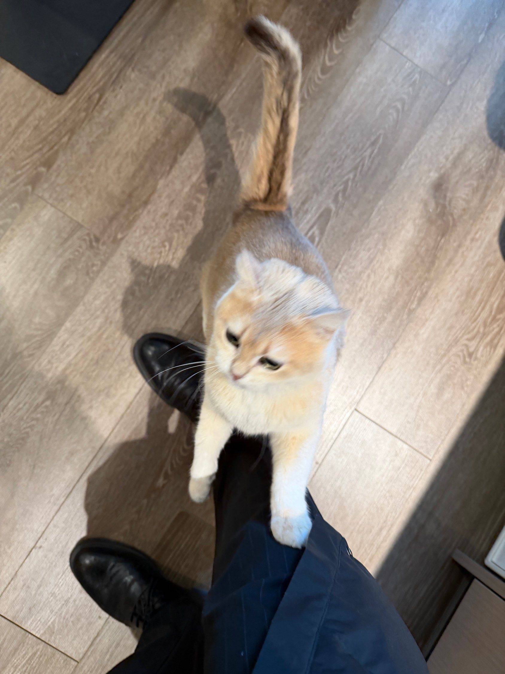 蹭腿  猫咪  小家伙想抱抱  