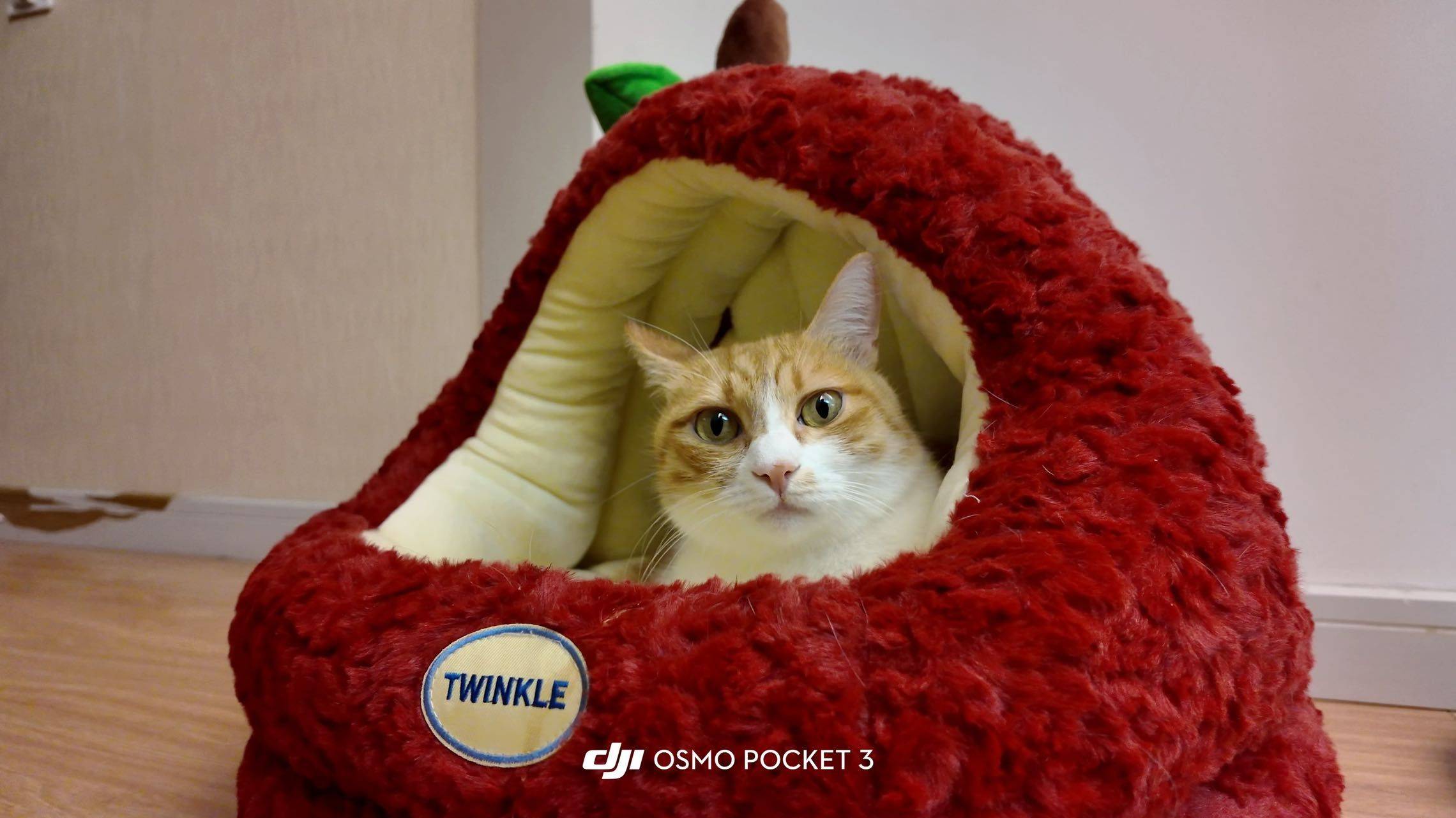 此咪陪我过圣诞_1