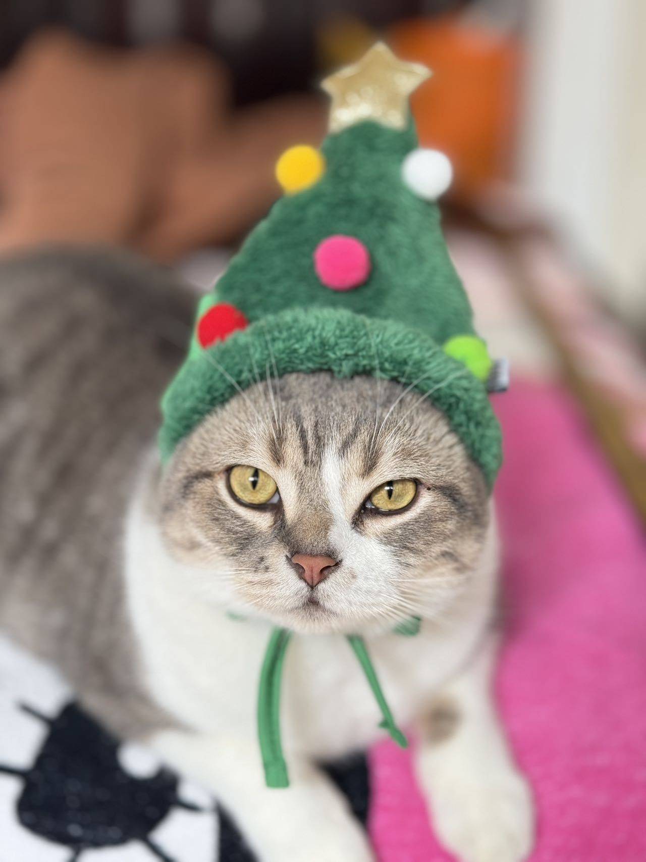 圣诞喵喵喵