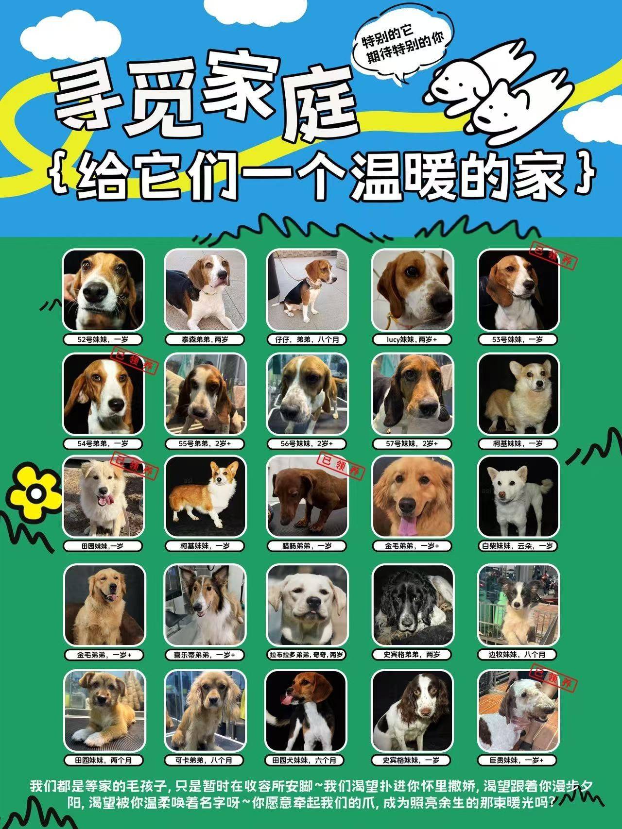 救助的狗狗免费领养