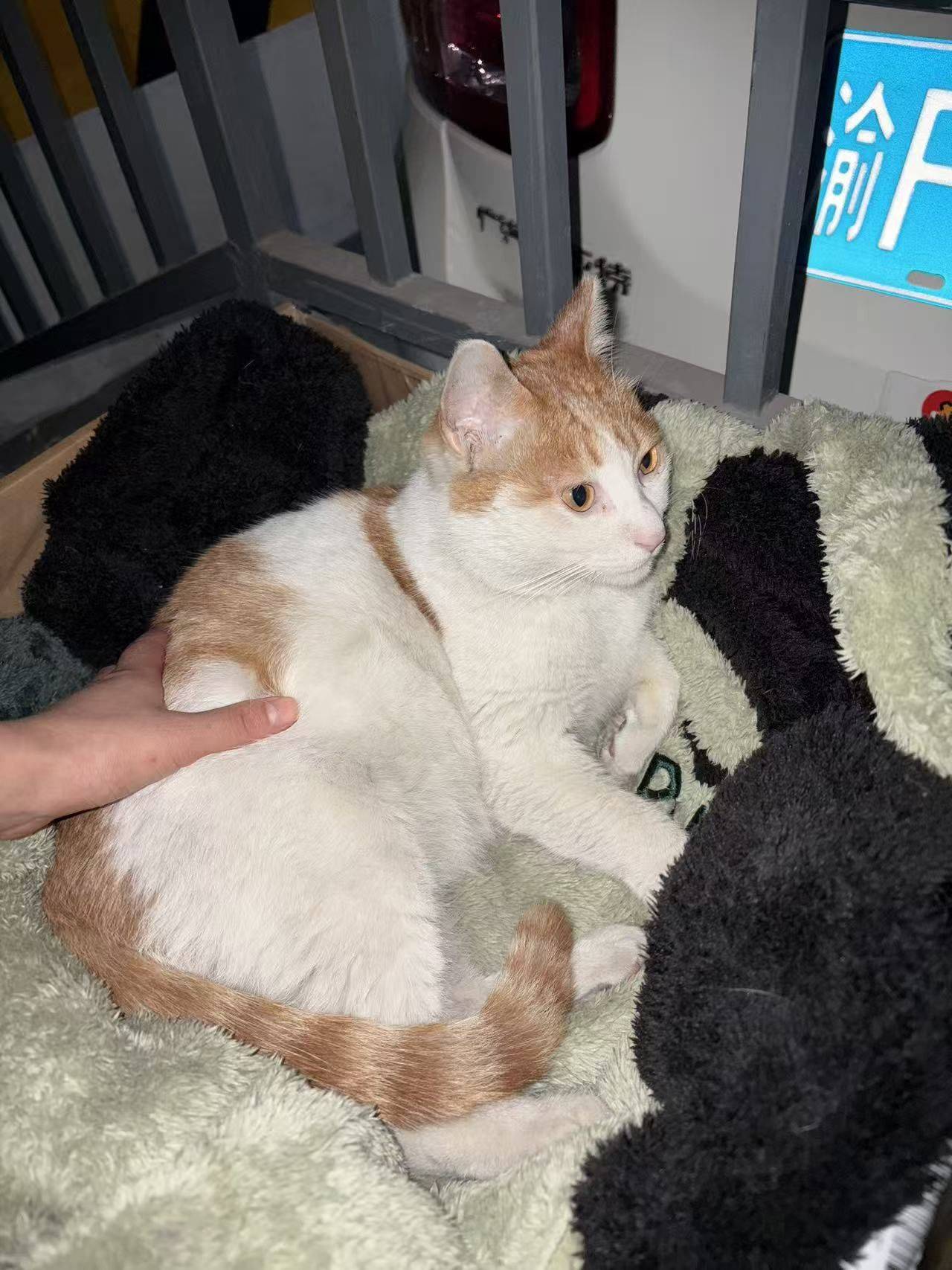 #成都温江涌泉领养小猫