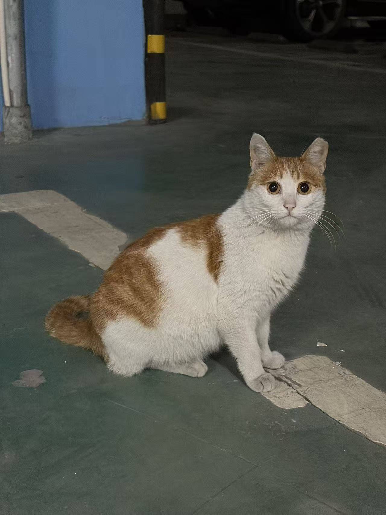 #成都温江涌泉领养小猫_1