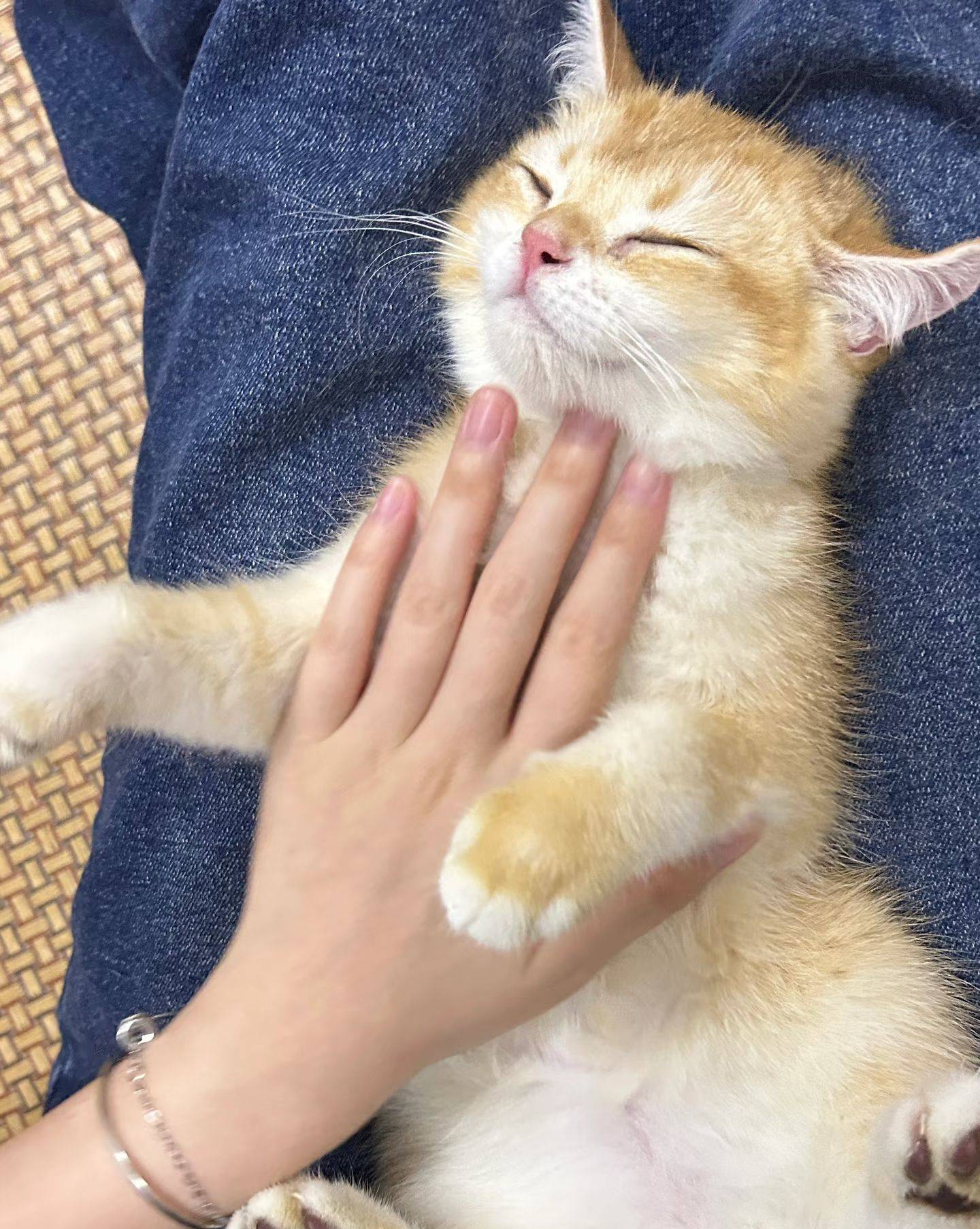 去朋友家疯狂撸她的猫哈哈哈