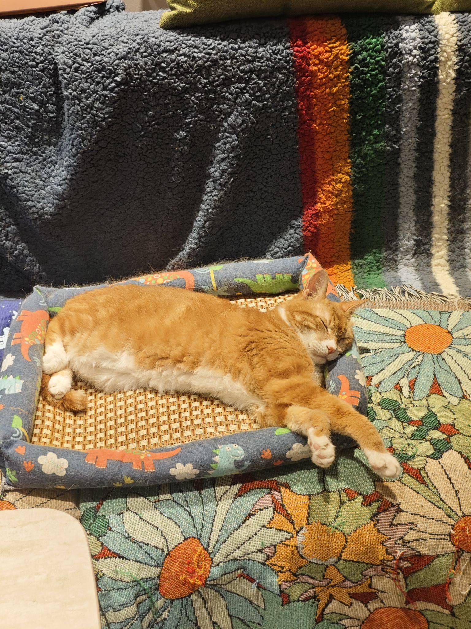 小猫 我家萌宠最可爱 