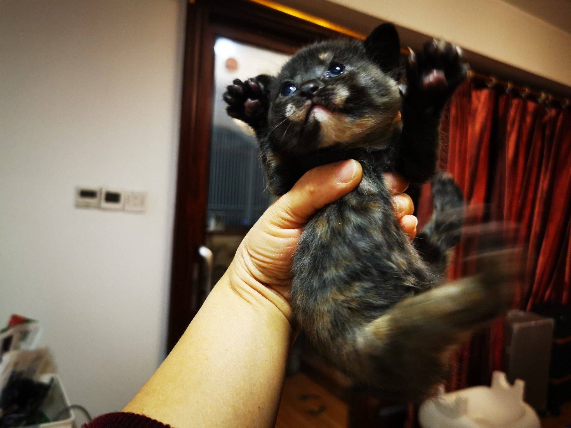 流浪猫玳瑁妈妈生的三只宝宝找领养。橘子和_2
