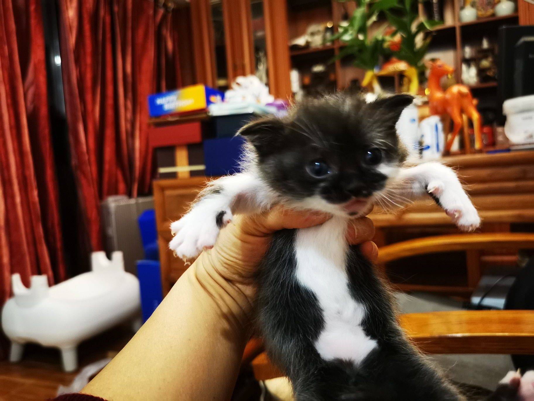 流浪猫玳瑁妈妈生的三只宝宝找领养。橘子和_3