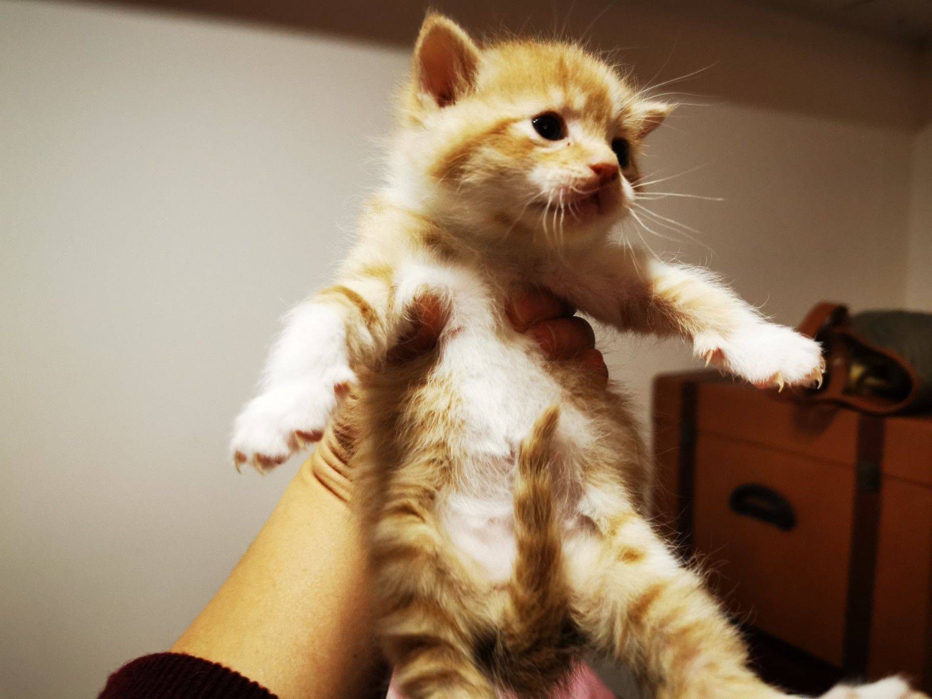 流浪猫玳瑁妈妈生的三只宝宝找领养。橘子和_1