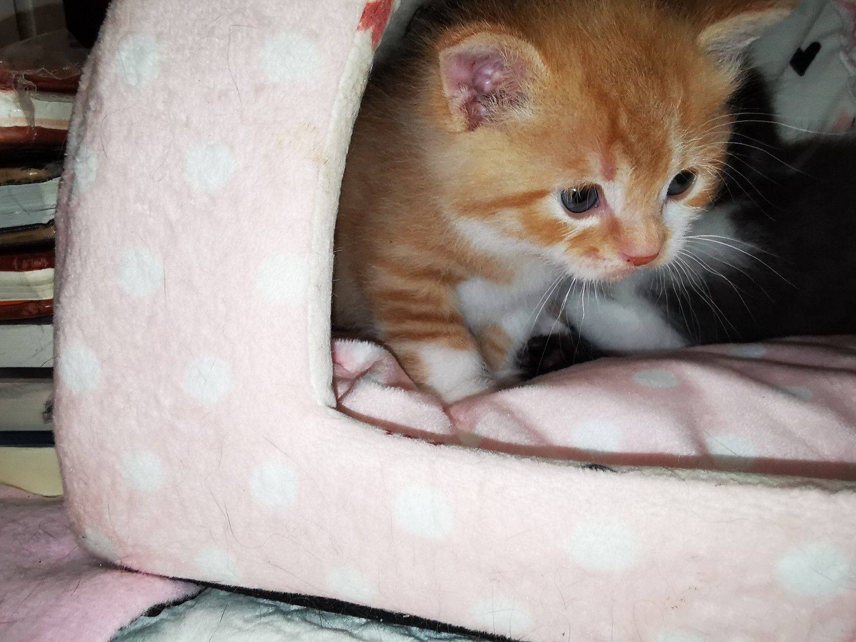 流浪猫玳瑁妈妈生的三只宝宝找领养。橘子和