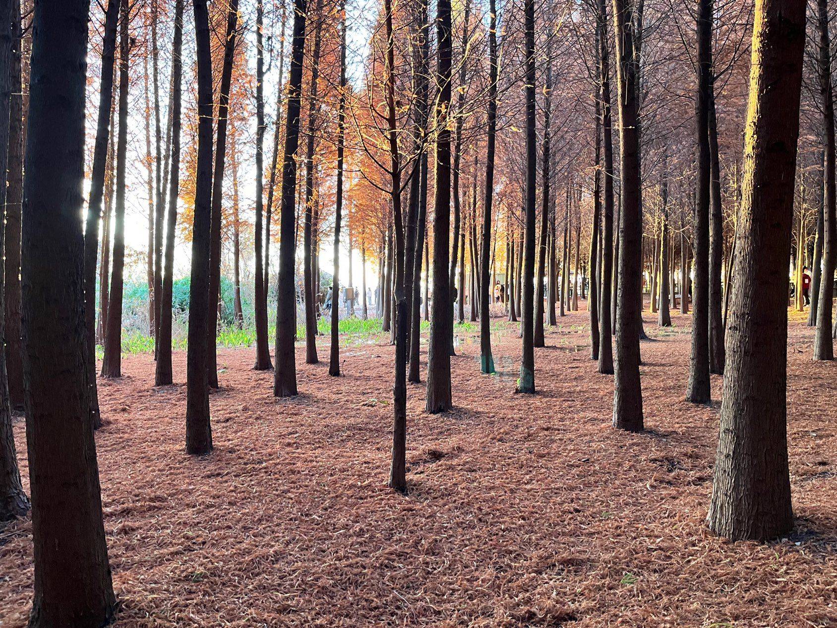 滇池湖畔日落_1