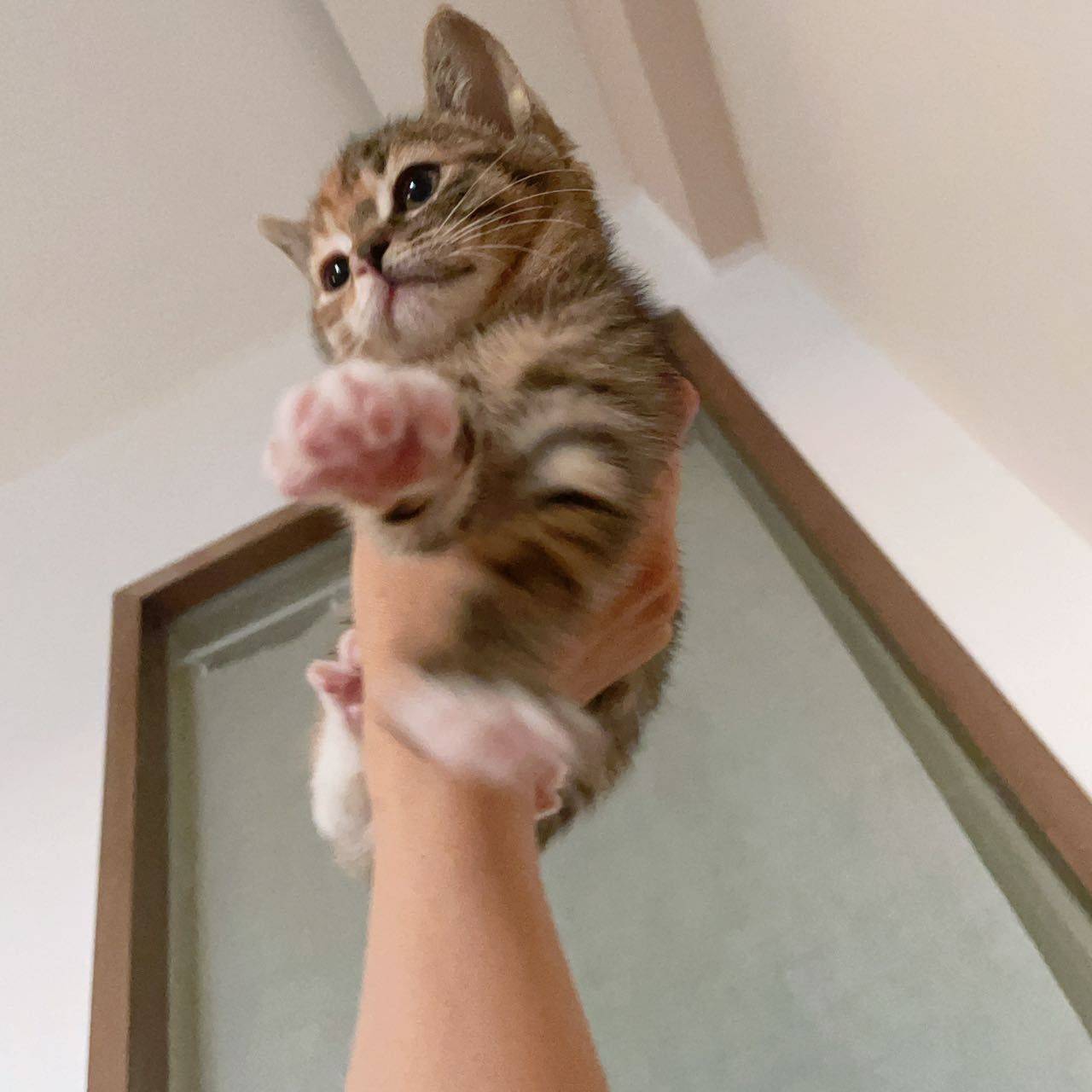 生活中怎么能缺少小猫呢！