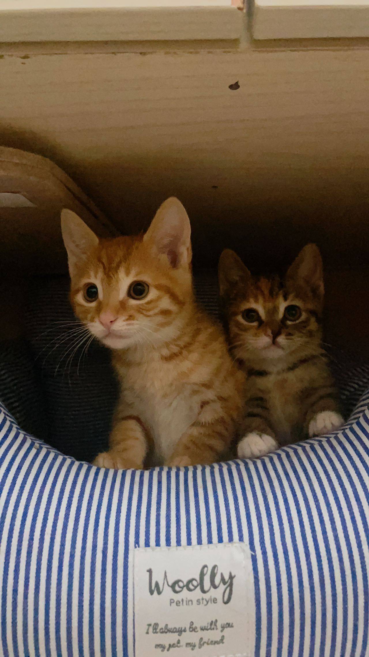 生活中怎么能缺少小猫呢！_1