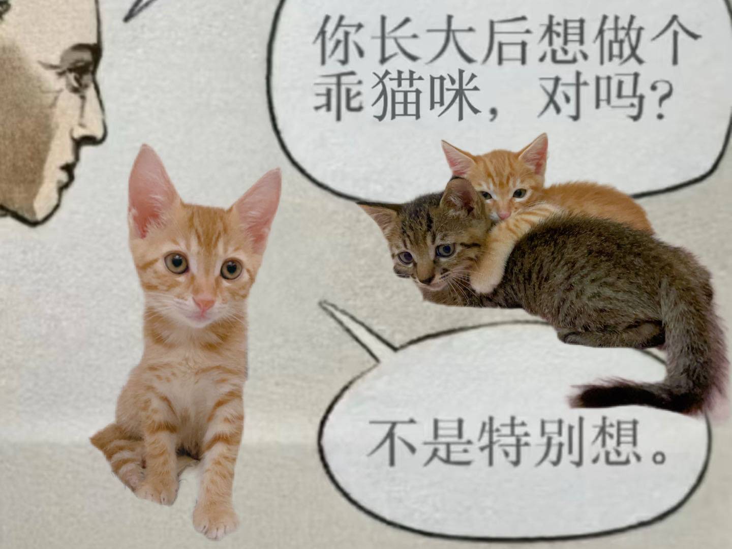 生活中怎么能缺少小猫呢！_2
