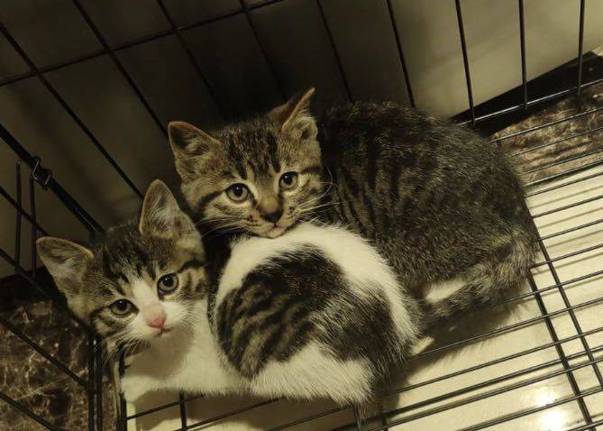 生活中怎么能缺少小猫呢！_4