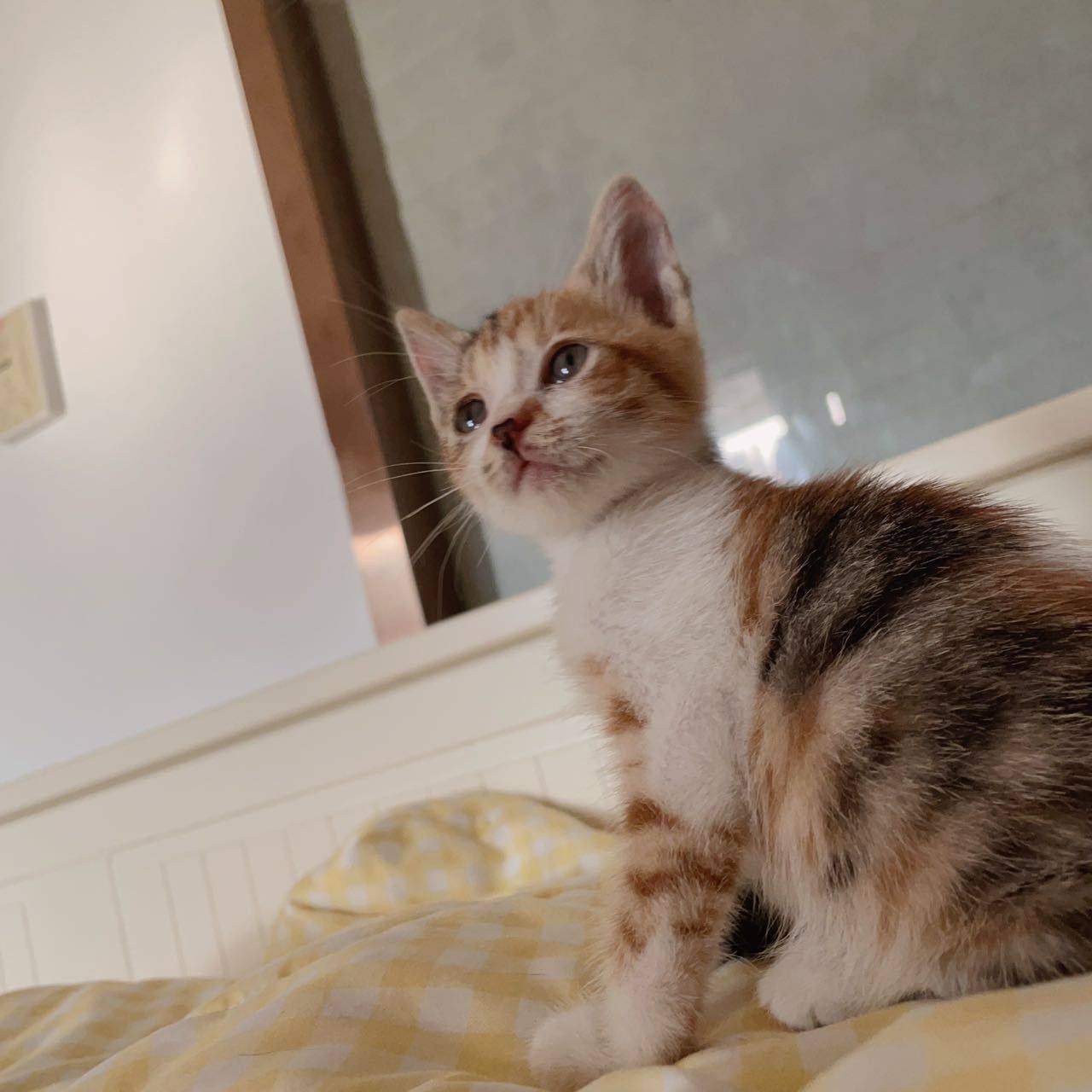 生活中怎么能缺少小猫呢！_3