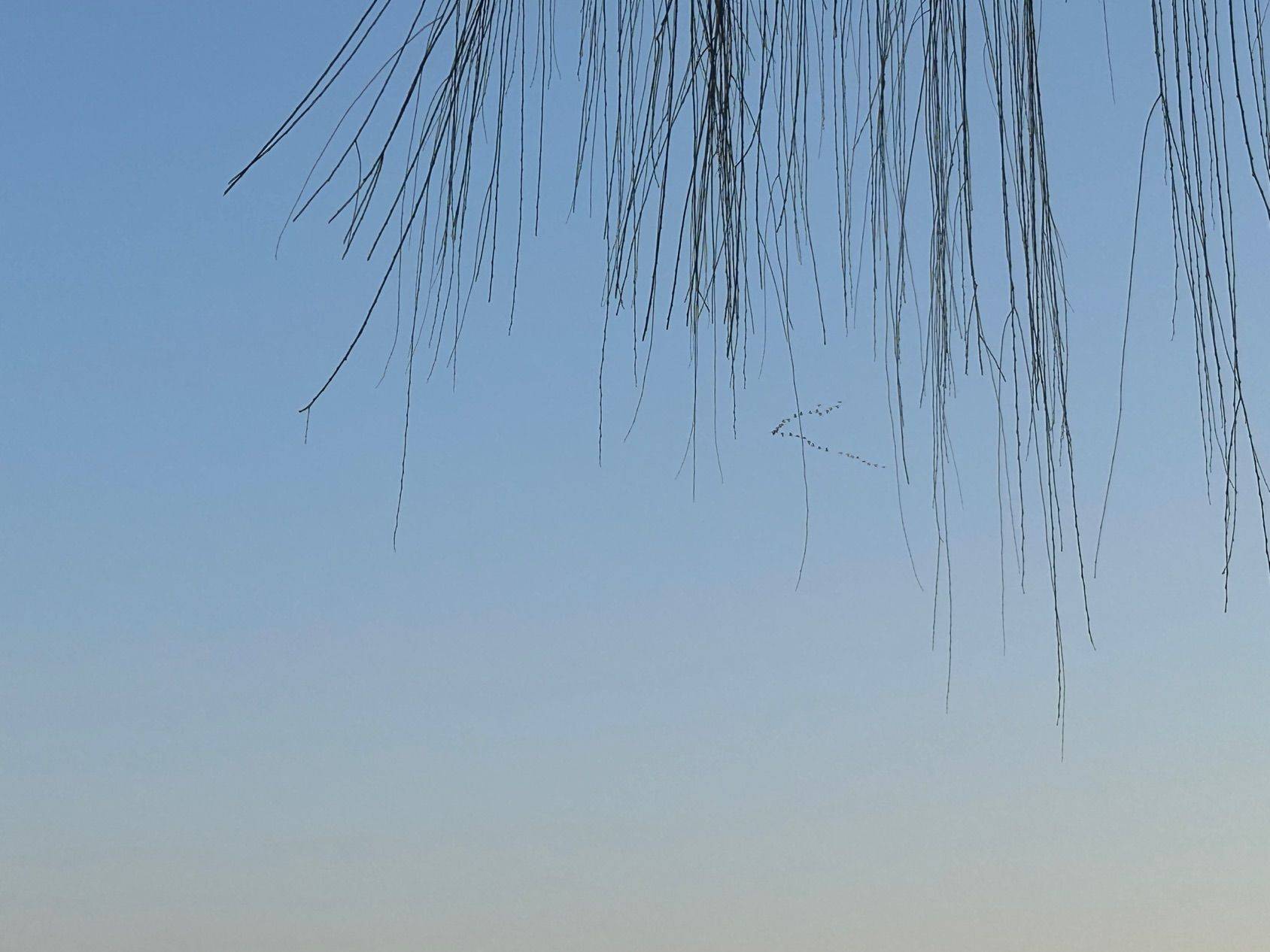 会写人和一 享受当下  柳枝轻垂  