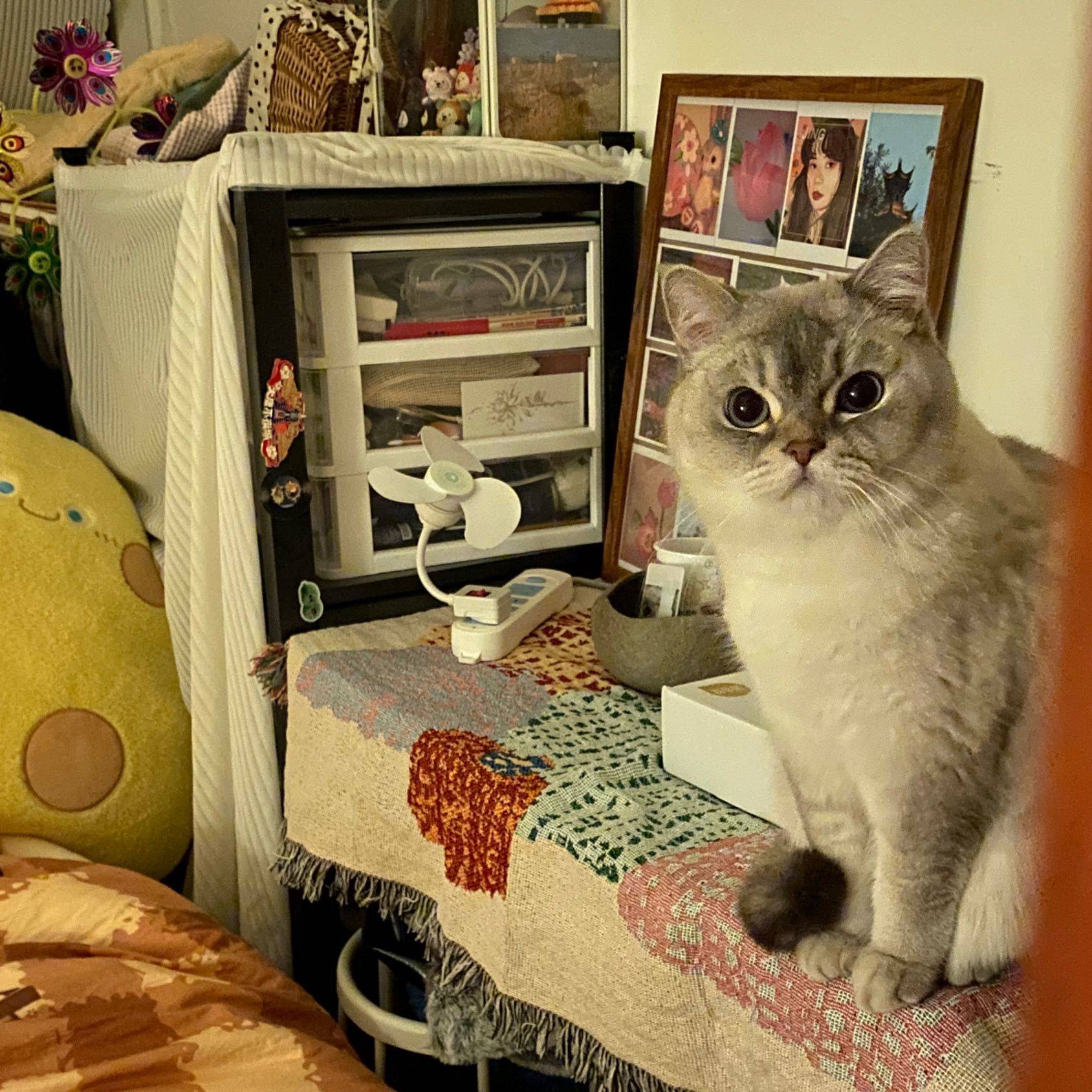 宅家日常  毛茸茸 