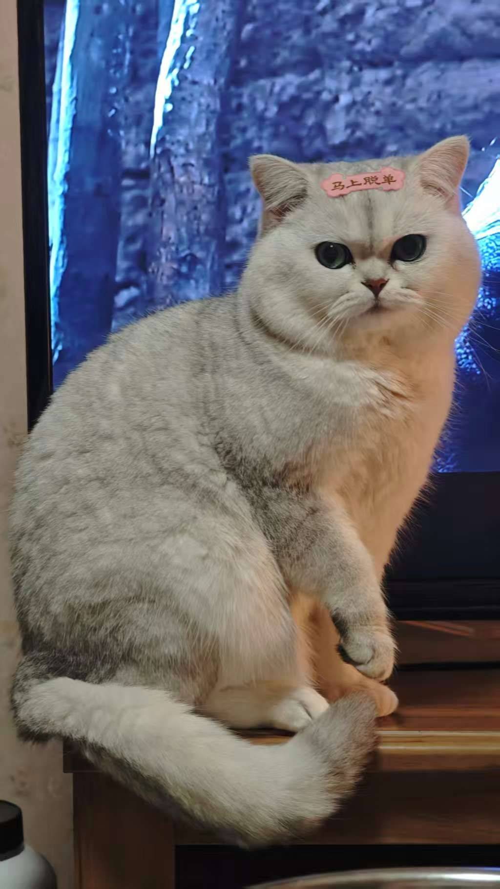 姨姨们，看见我的新年愿望了吗 胖乎乎 