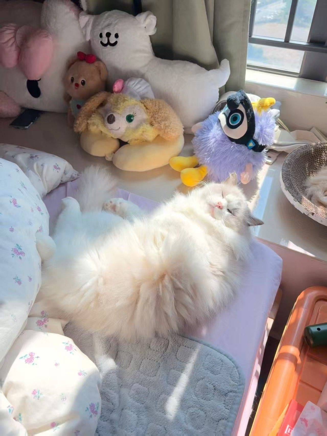 深漂小窝碎片日常（猫猫特写_1