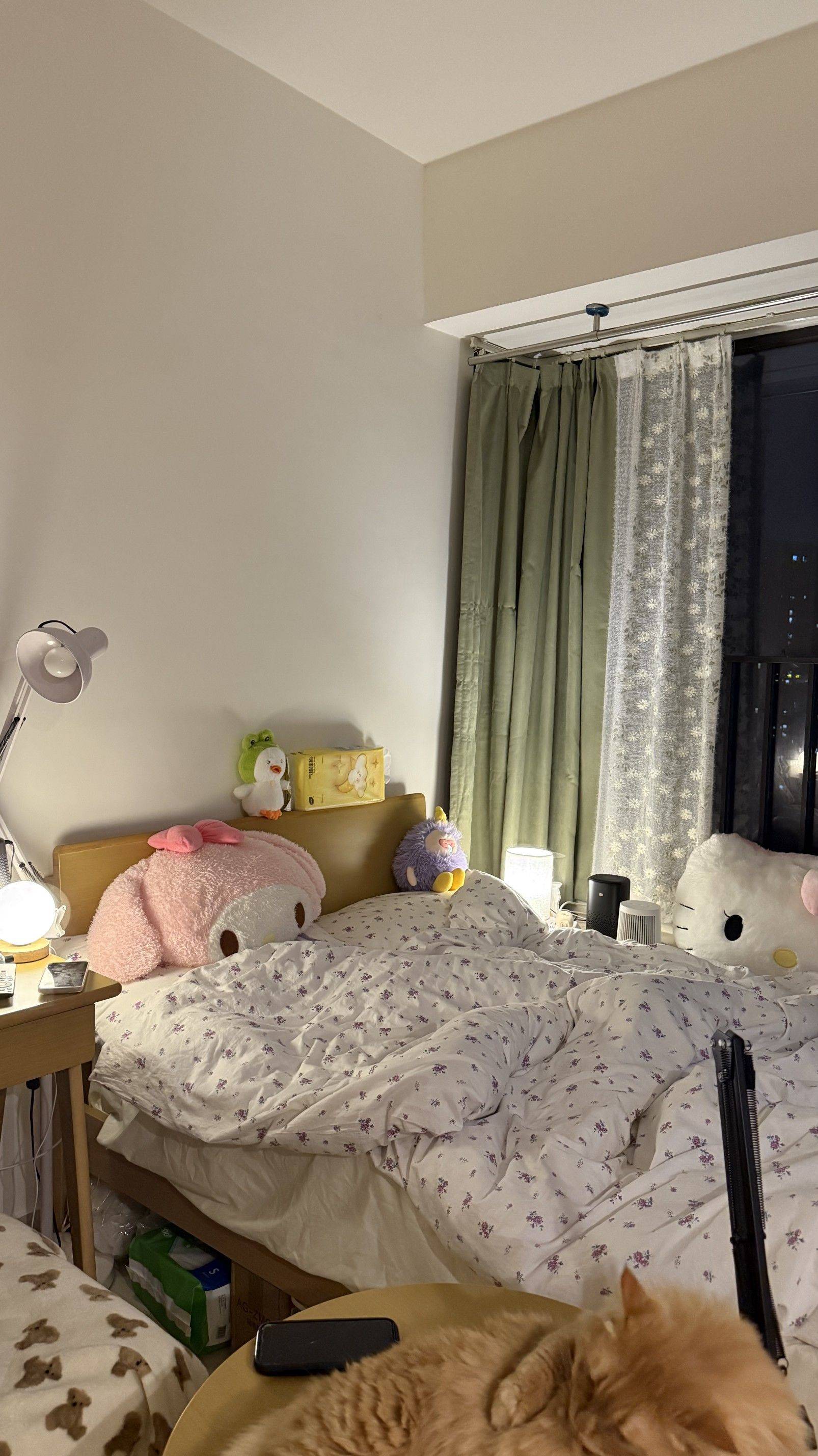 深漂小窝碎片日常（猫猫特写