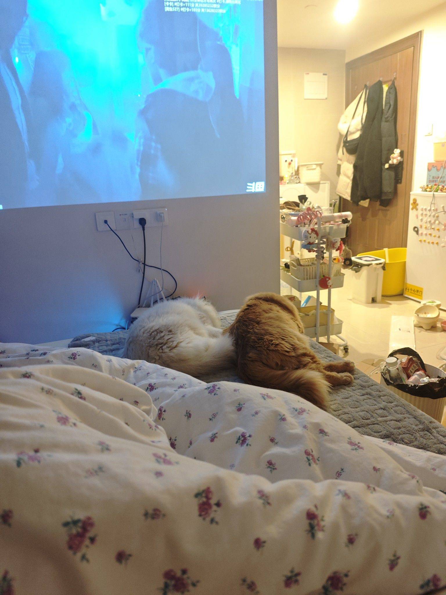 深漂小窝碎片日常（猫猫特写_4