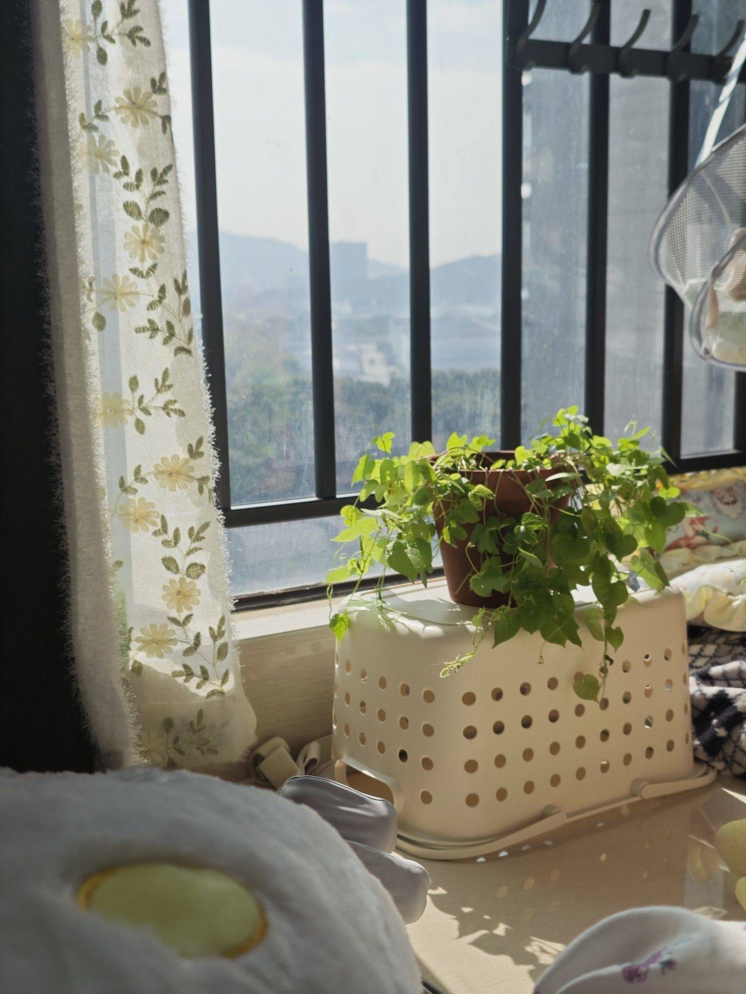 深漂小窝碎片日常（猫猫特写_2