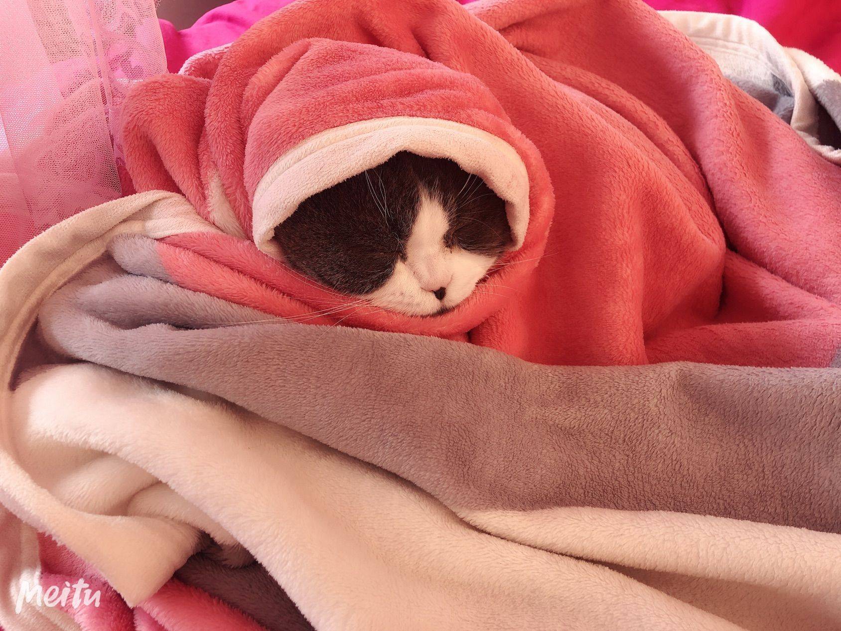  我家萌宠最可爱 