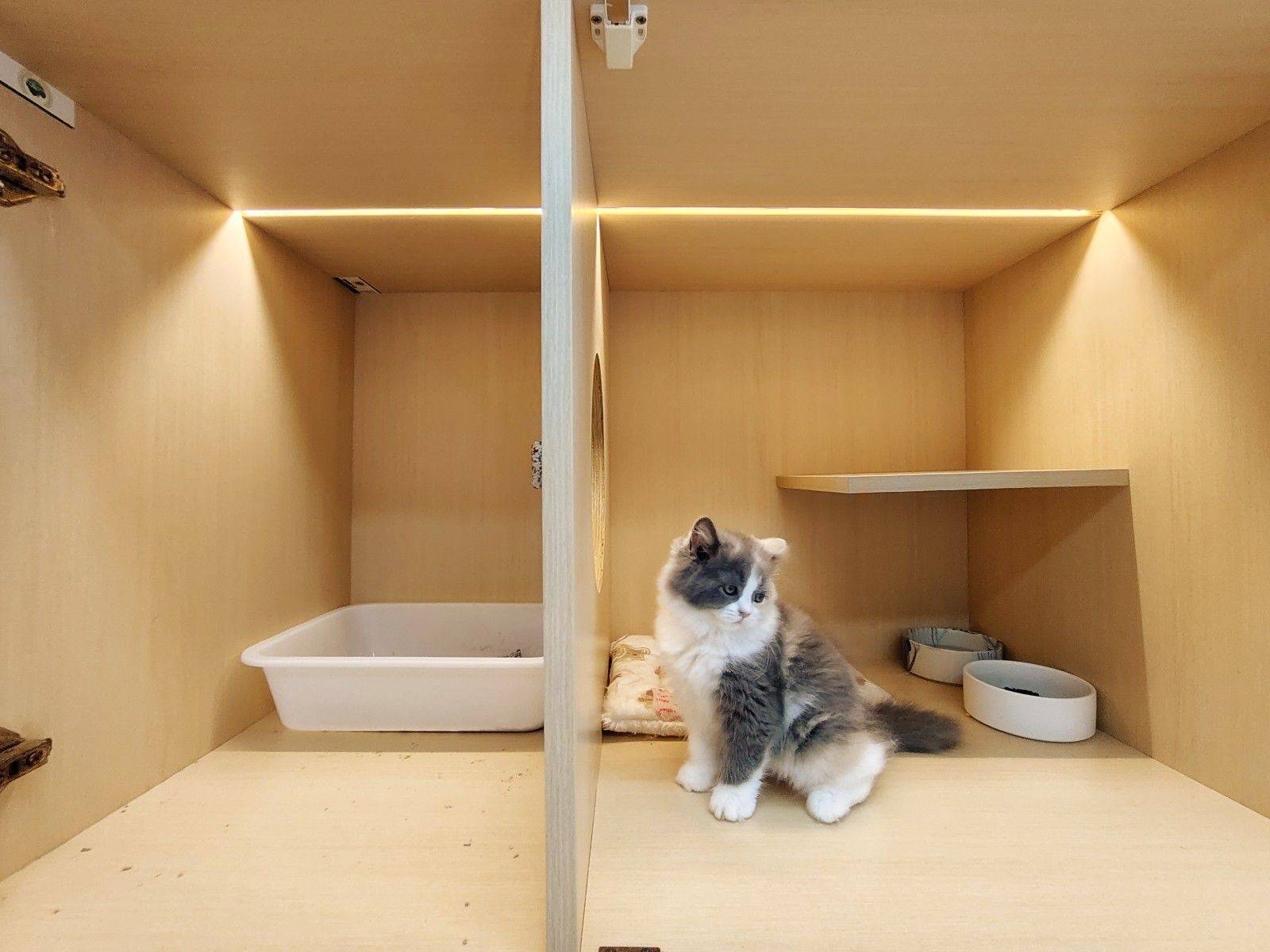 珠海猫咪寄养（春节预定）