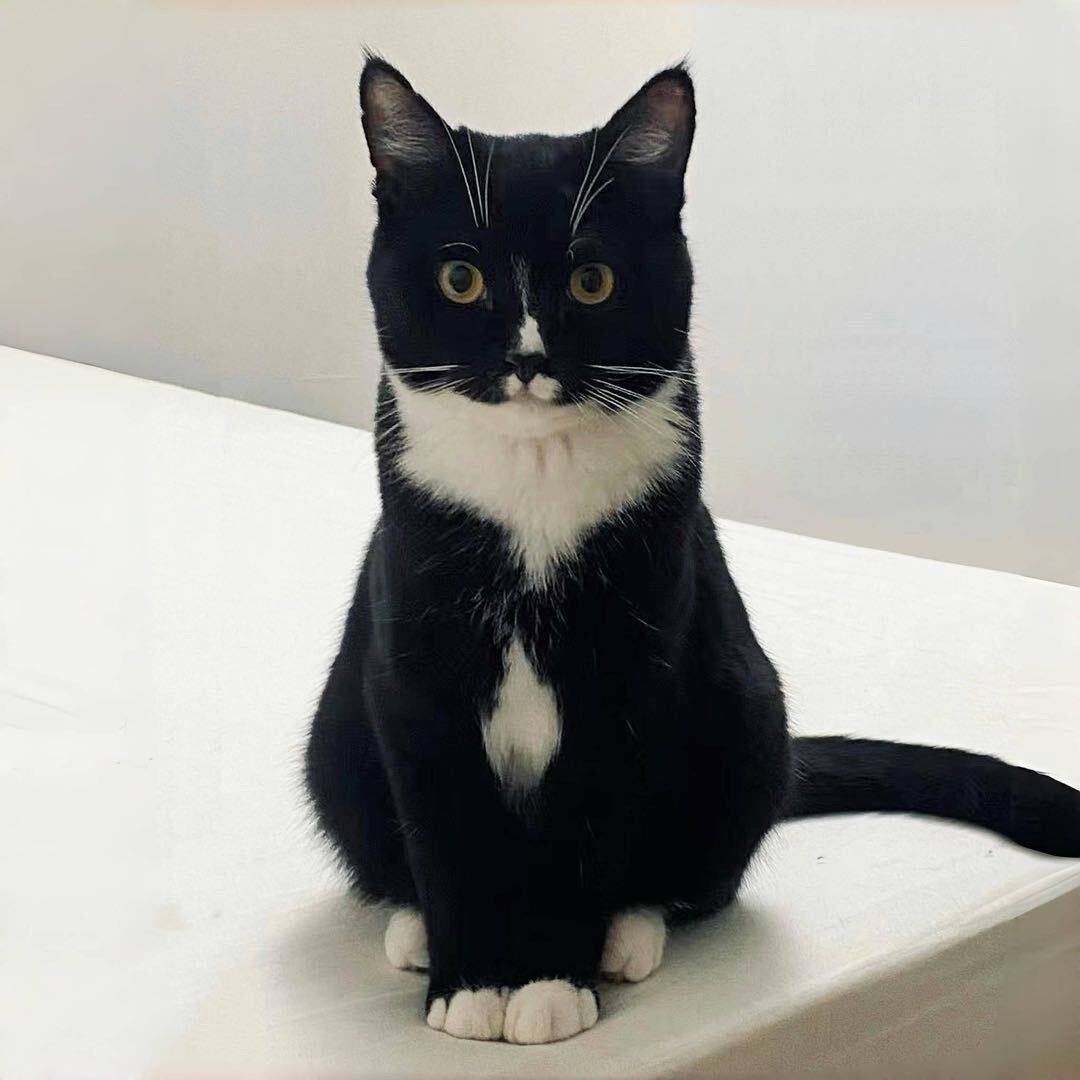 浙江温州瑞安找猫领养_0