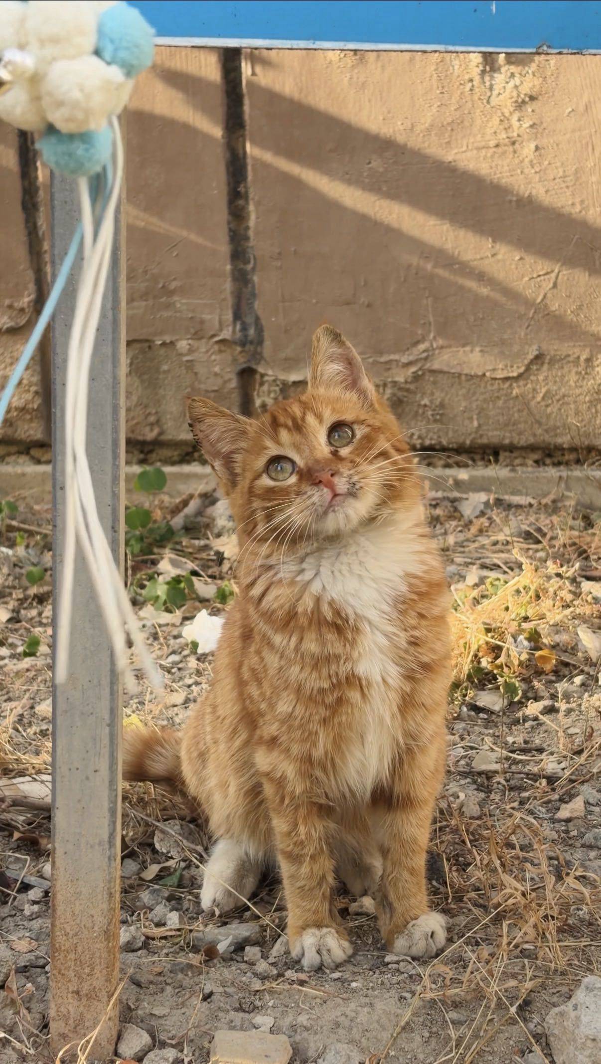 第一次见到这么美这么灵性的小猫 求妈妈