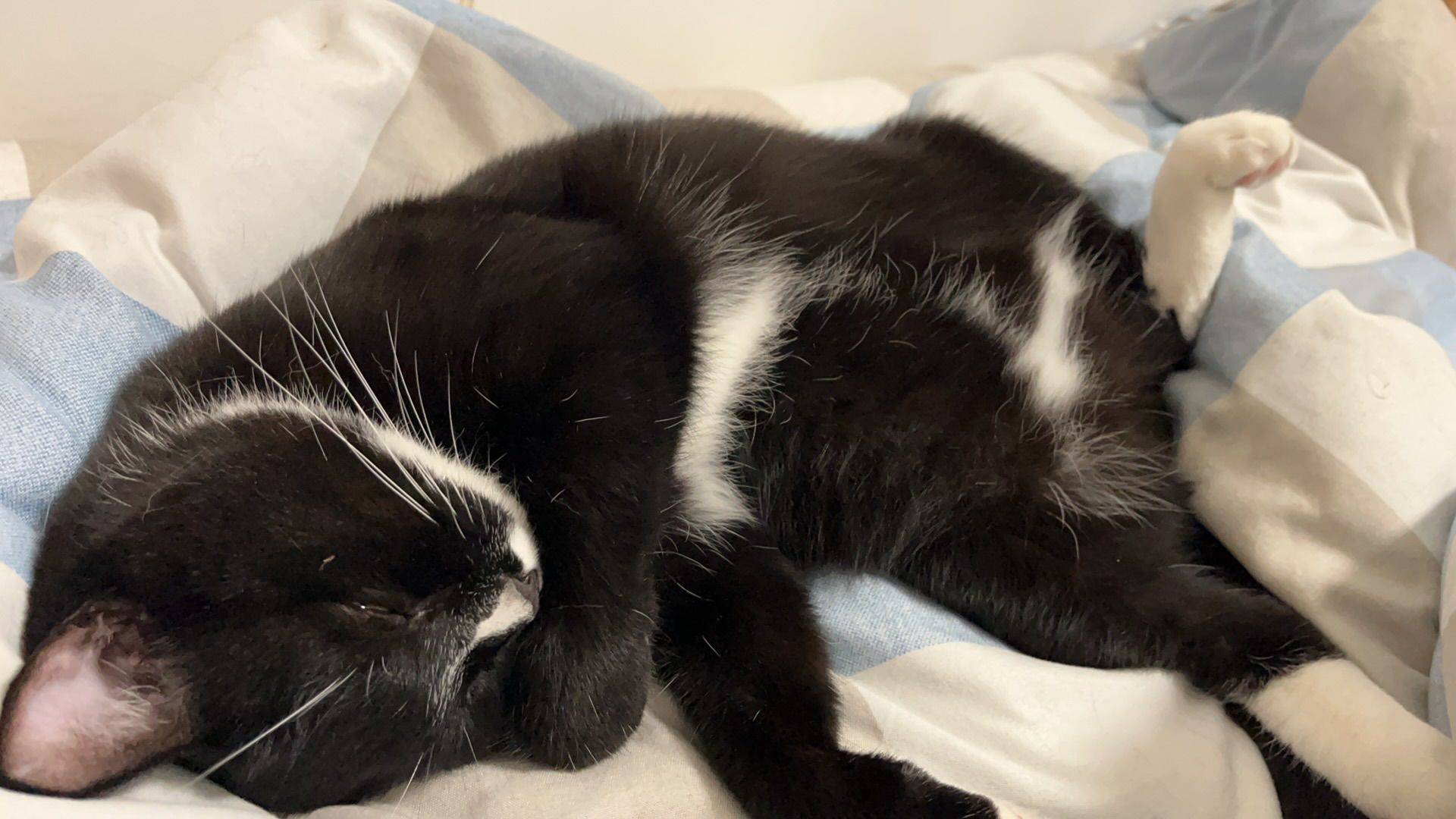 浙江温州瑞安找猫领养_2