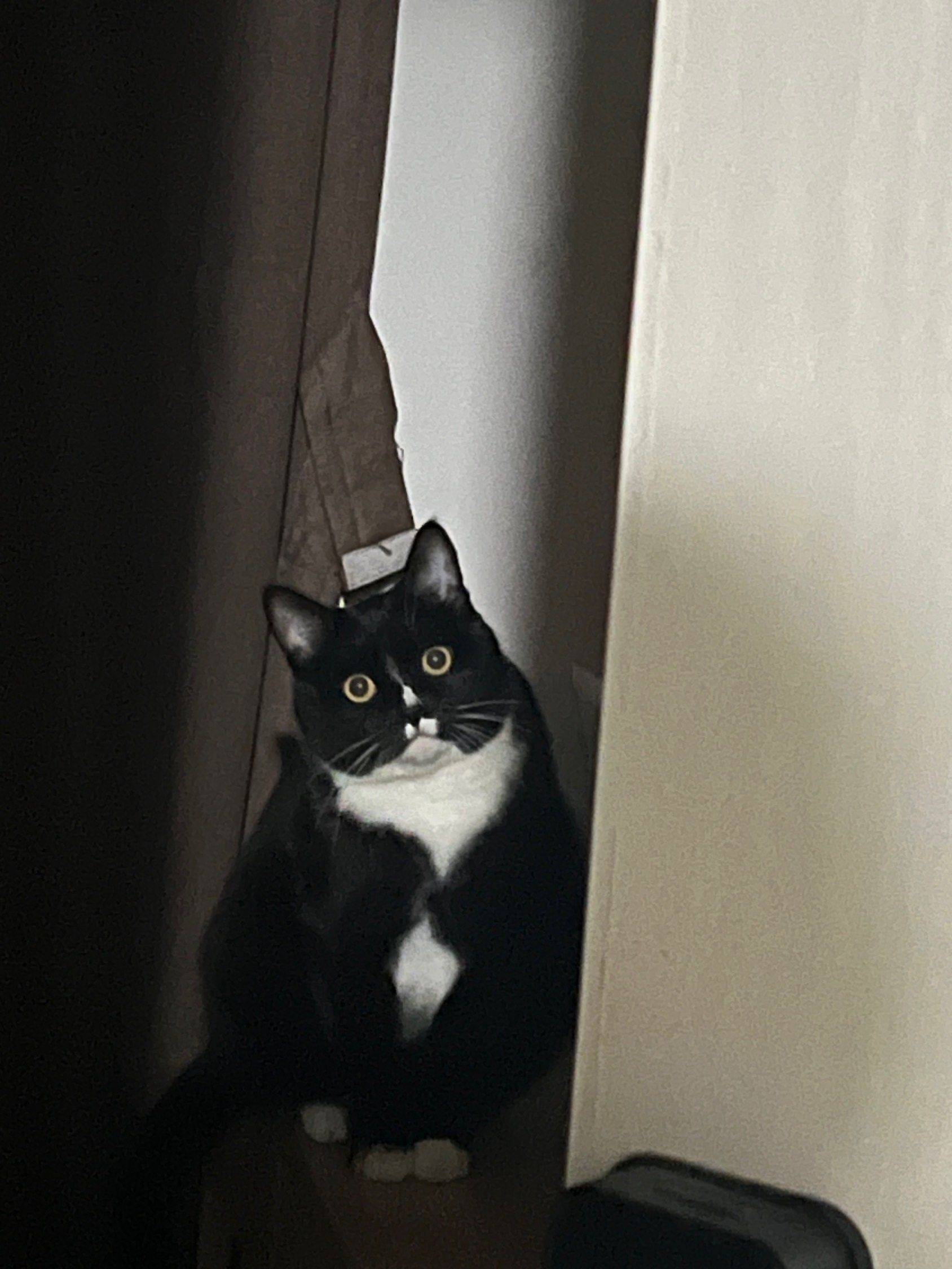 浙江温州瑞安找猫领养_1