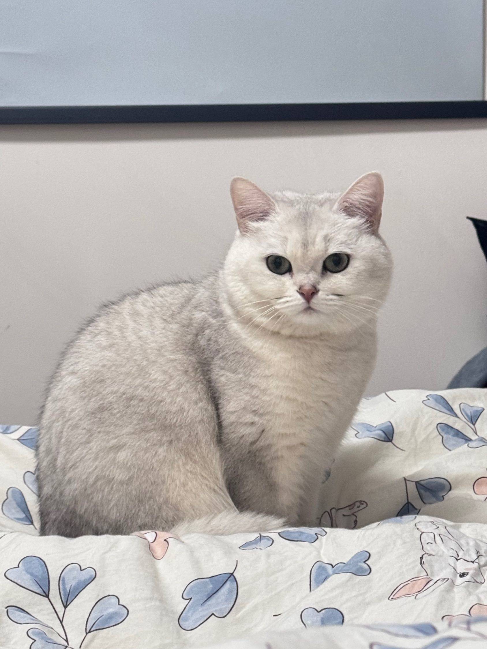 猫儿这个萌~🐱