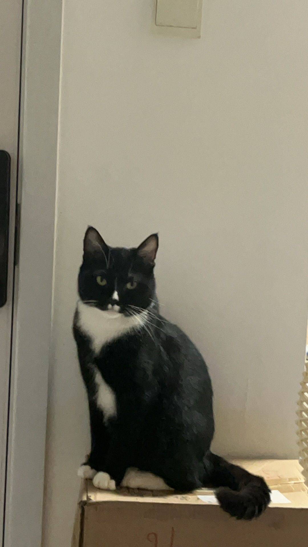 浙江温州瑞安找猫领养_3