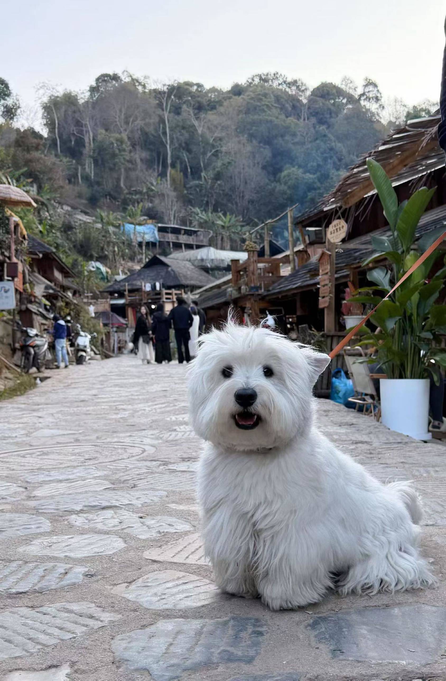 你们觉得西高地怎么样？ 西高地 _2