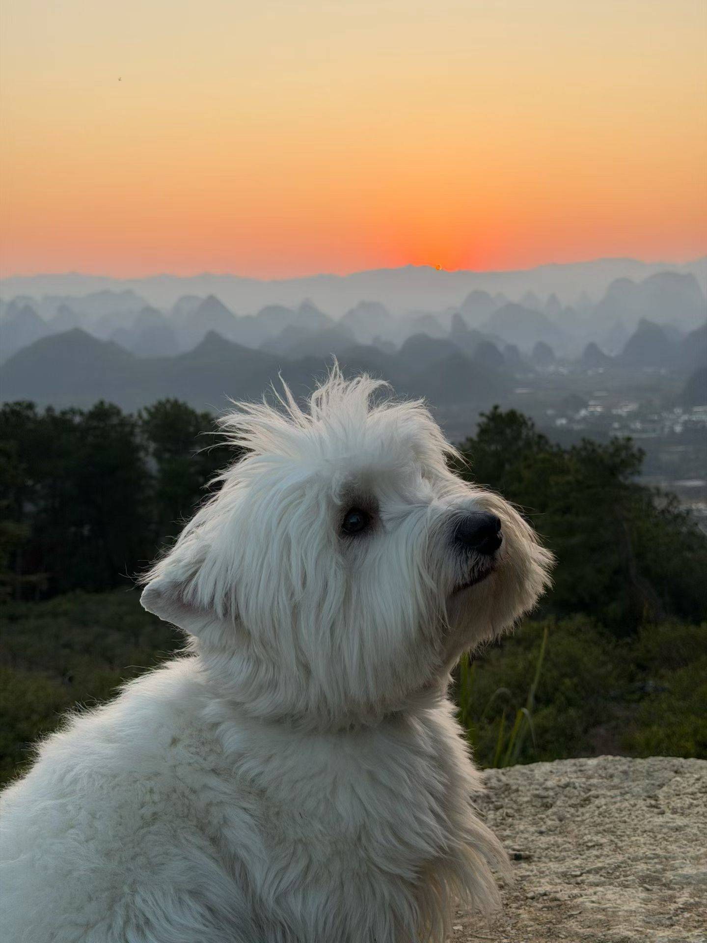 你们觉得西高地怎么样？ 西高地 