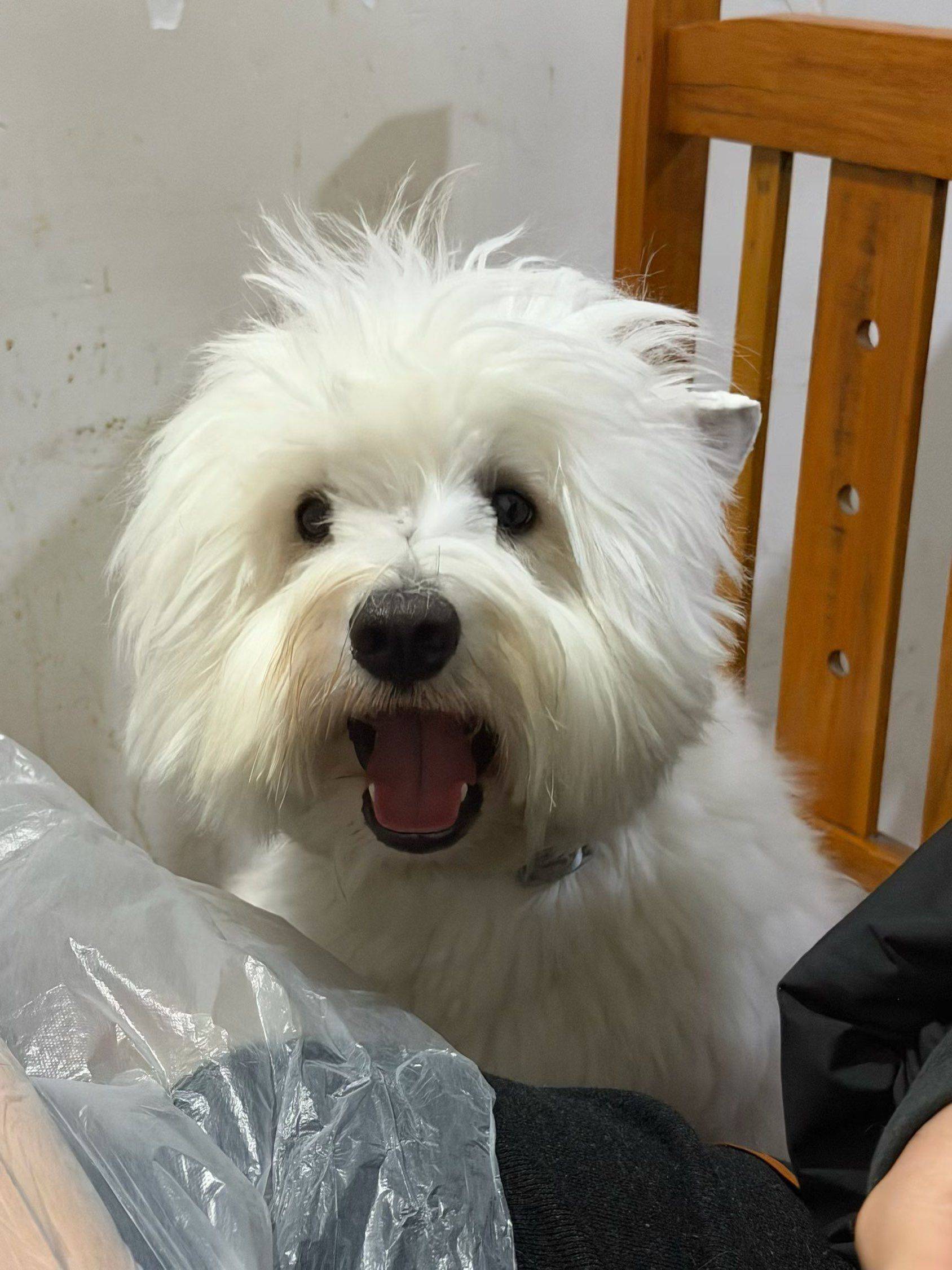 你们觉得西高地怎么样？ 西高地 _1