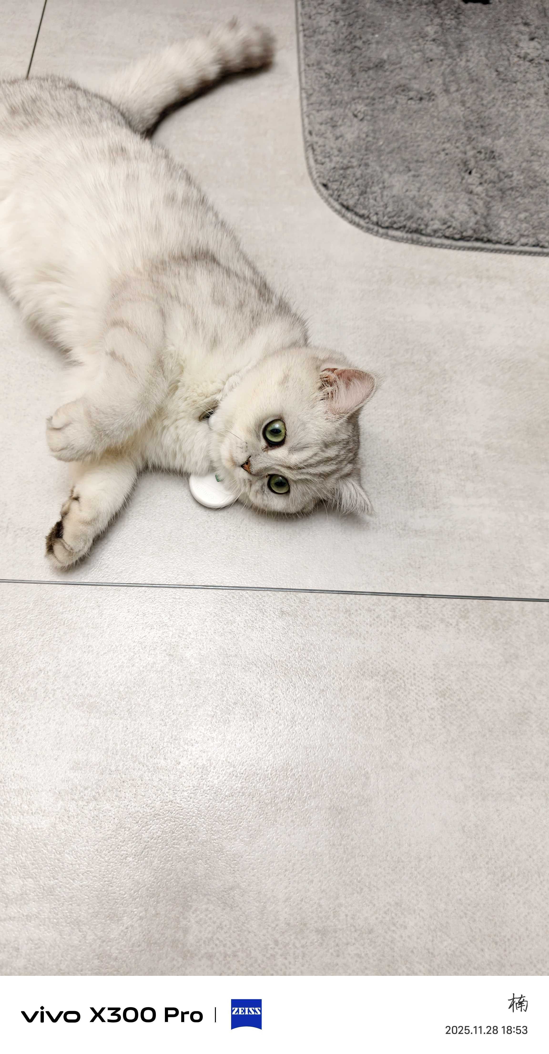 送一只银渐层，母猫，7个月了，疫苗接种_2