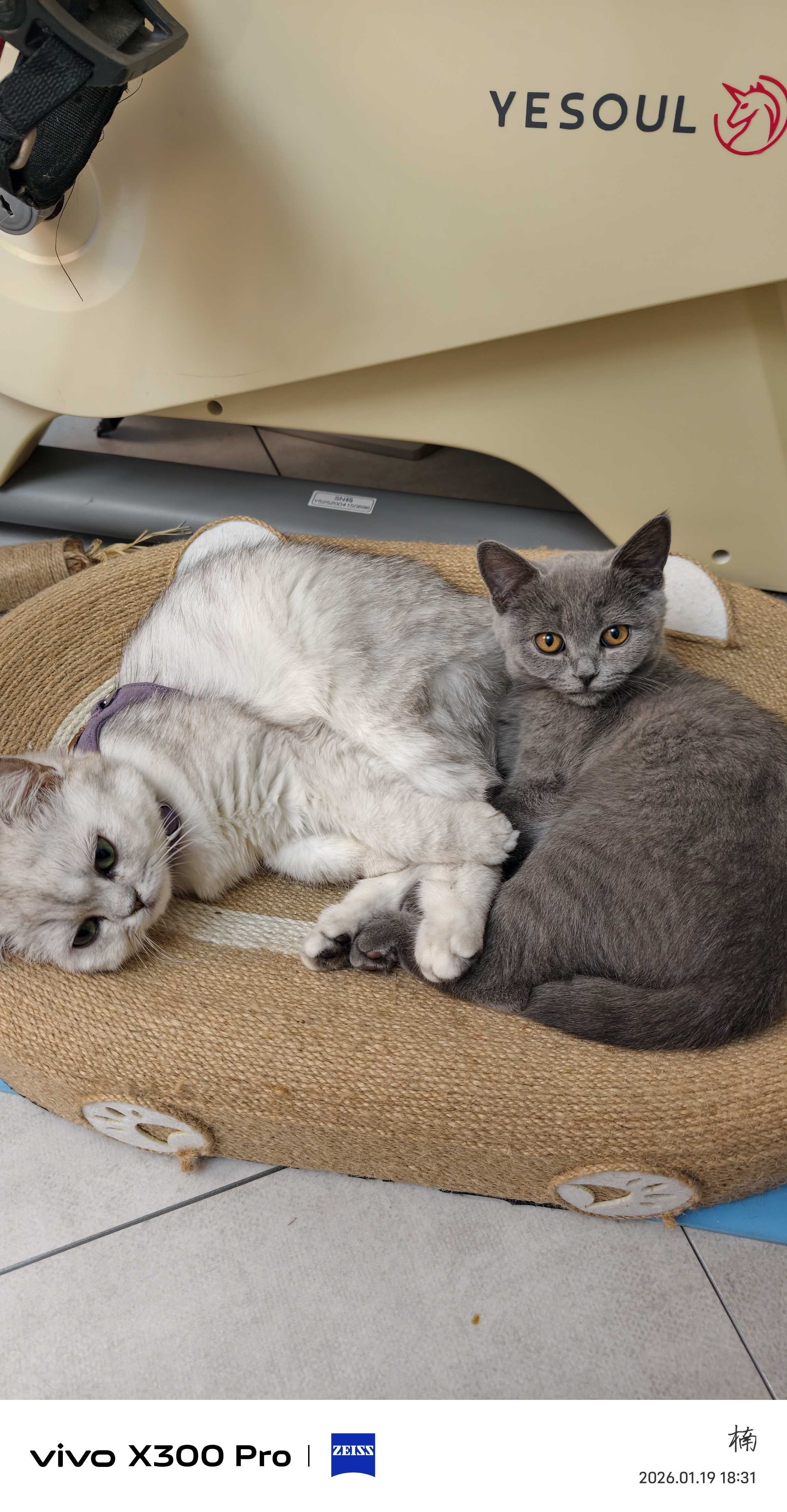 送一只银渐层，母猫，7个月了，疫苗接种