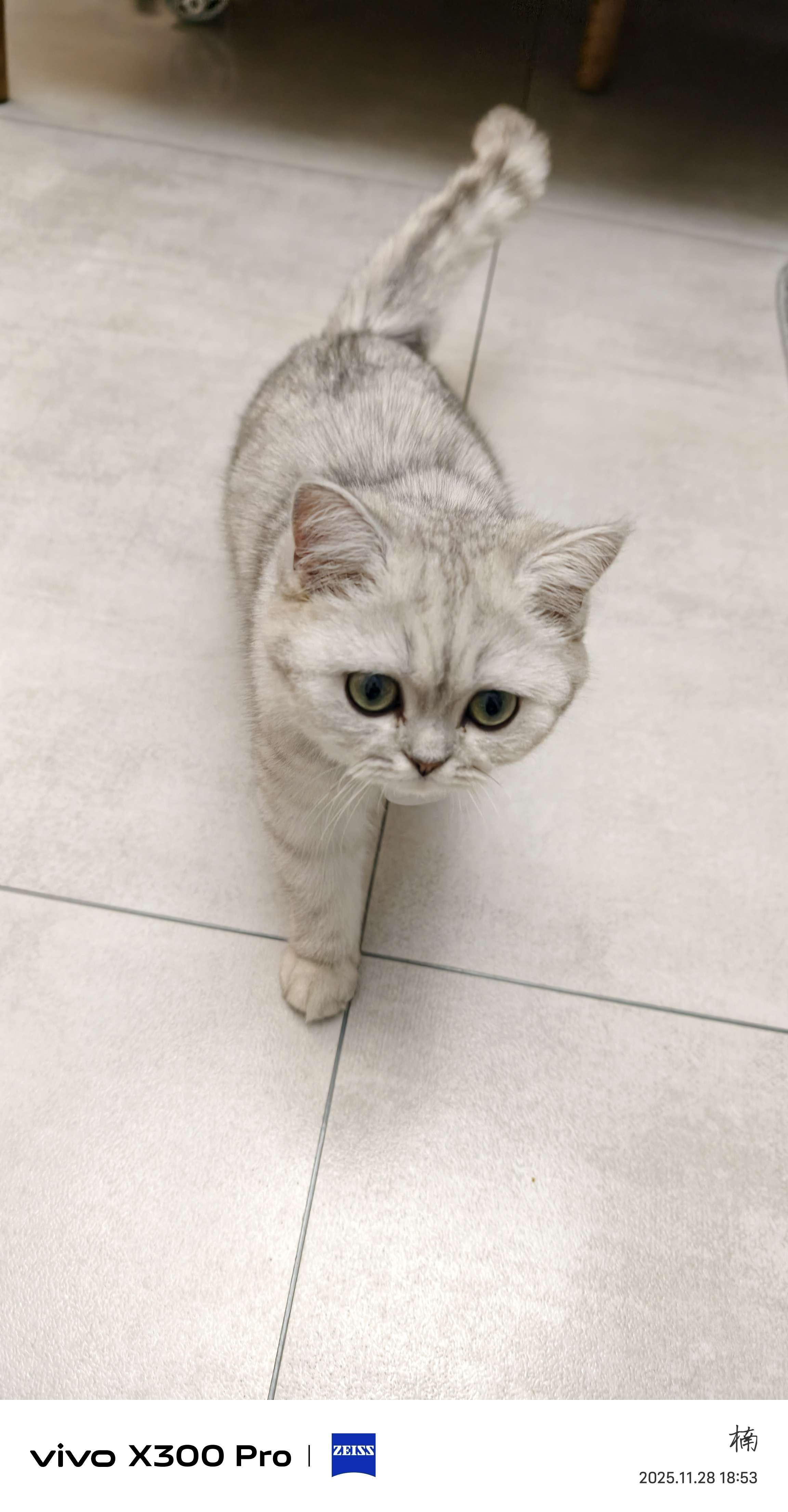 送一只银渐层，母猫，7个月了，疫苗接种_1